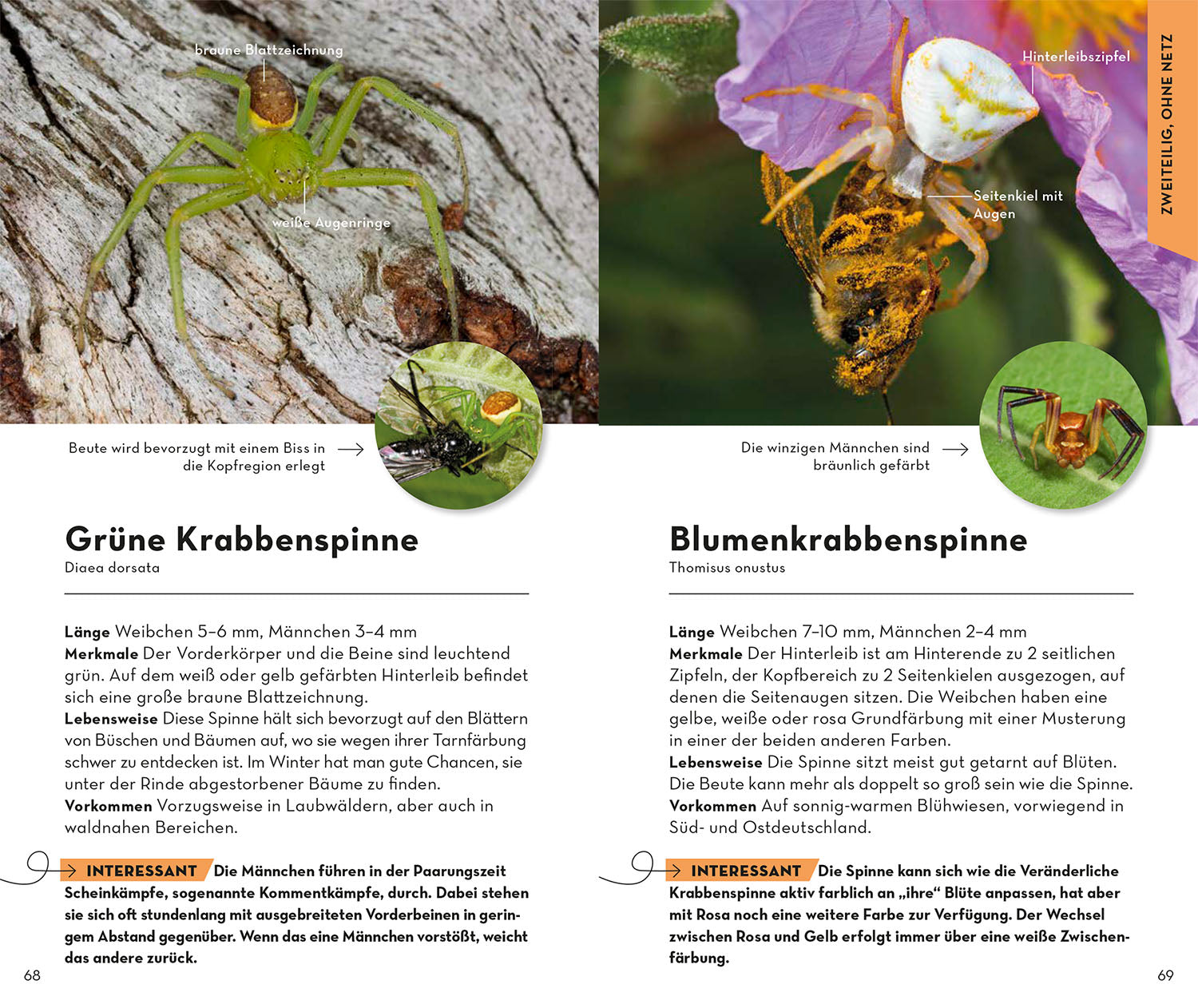 kosmos-basic-spinnen-naturf-hrer-taschenformat image 5