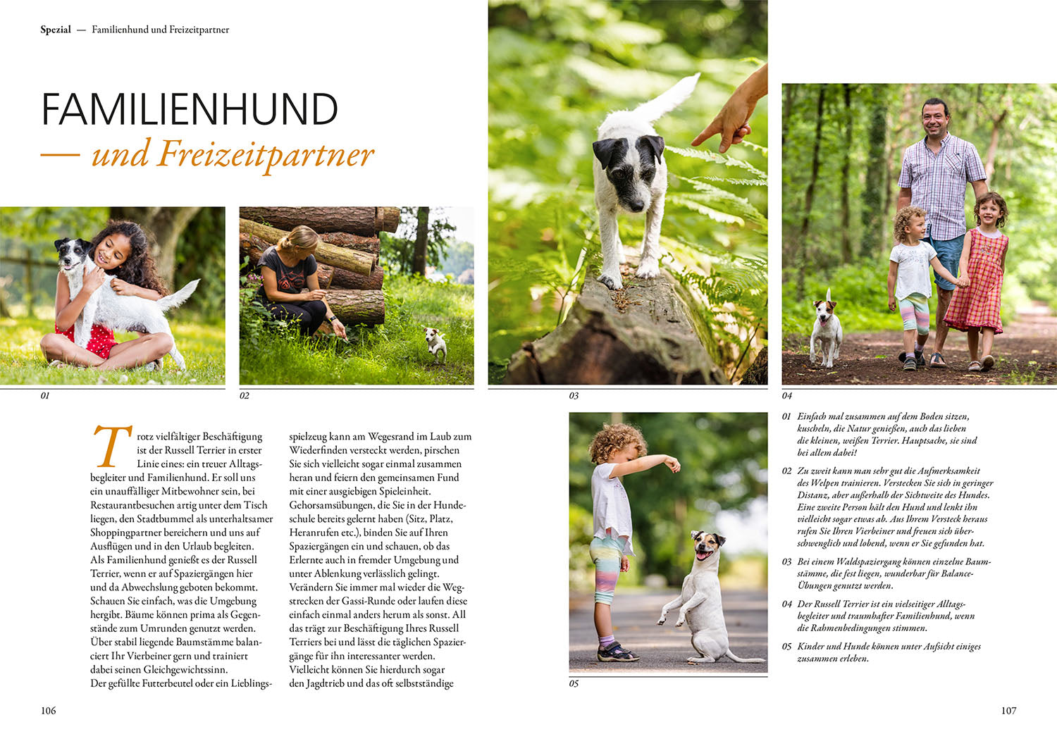 parson-und-jack-russell-terrier-ratgeber-praxiswissen-hund image 6