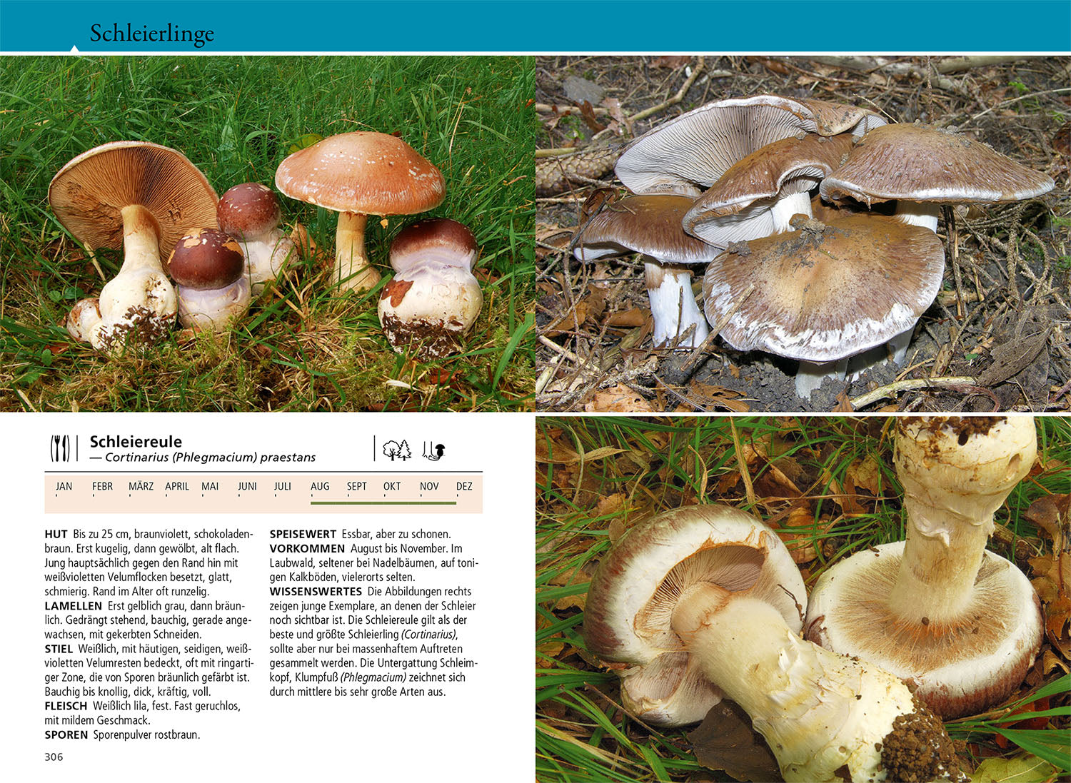 kosmos-welcher-pilz-ist-das-pilzbuch-bestimmungsschl-ssel-farbfotos image 6