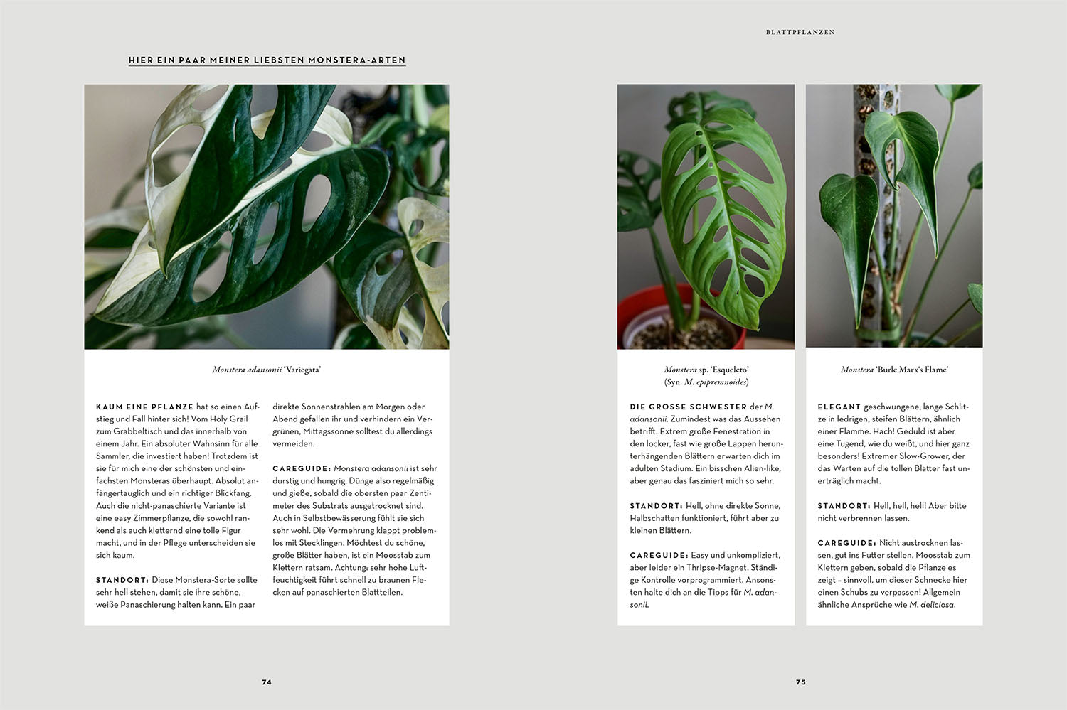 adventure-games-b-cher-zimmerpflanzenliebe-ratgeber-monstera image 5