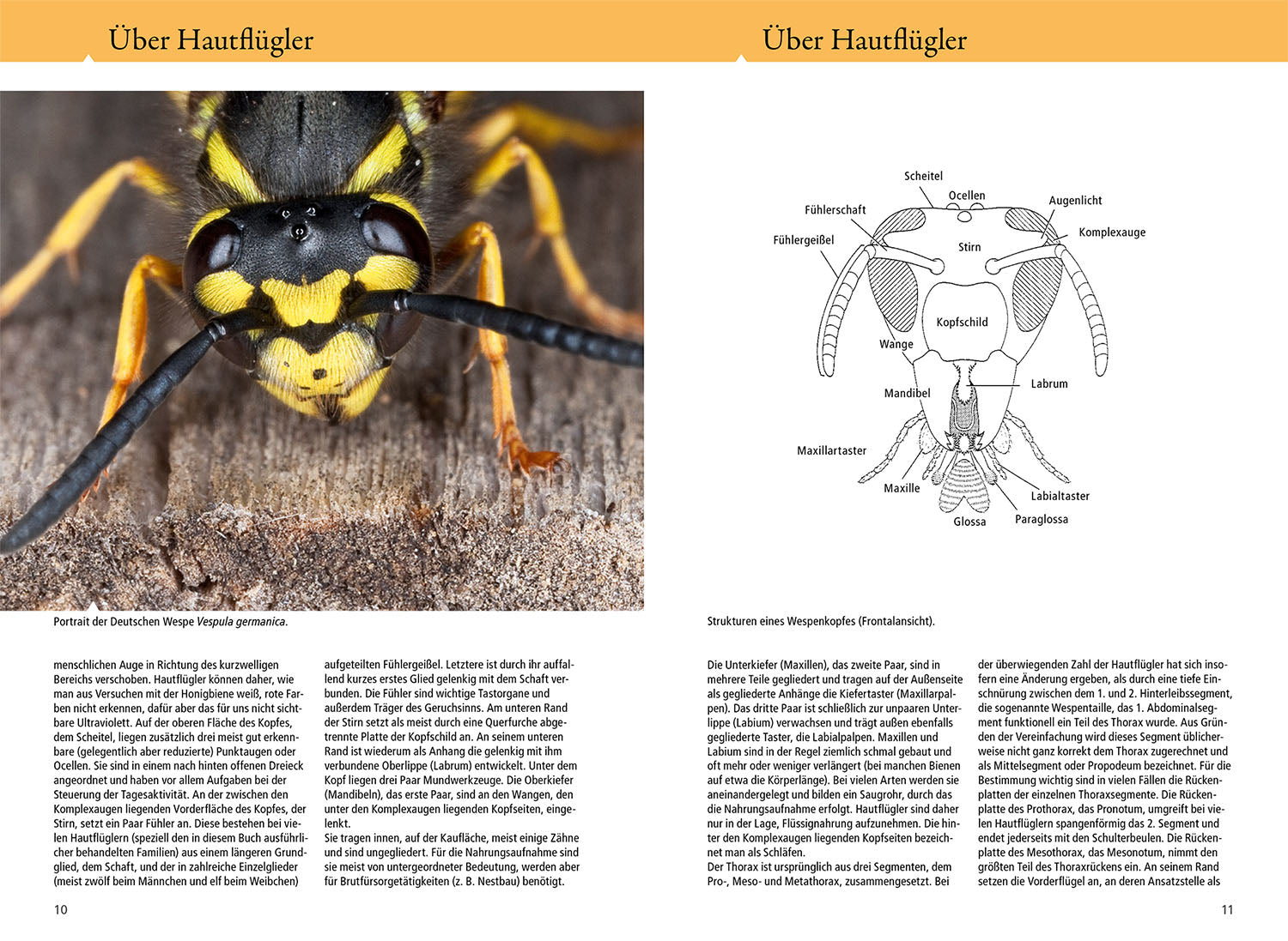 die-zauberkicker-bienen-wespen-ameisen-naturf-hrer-buch image 3