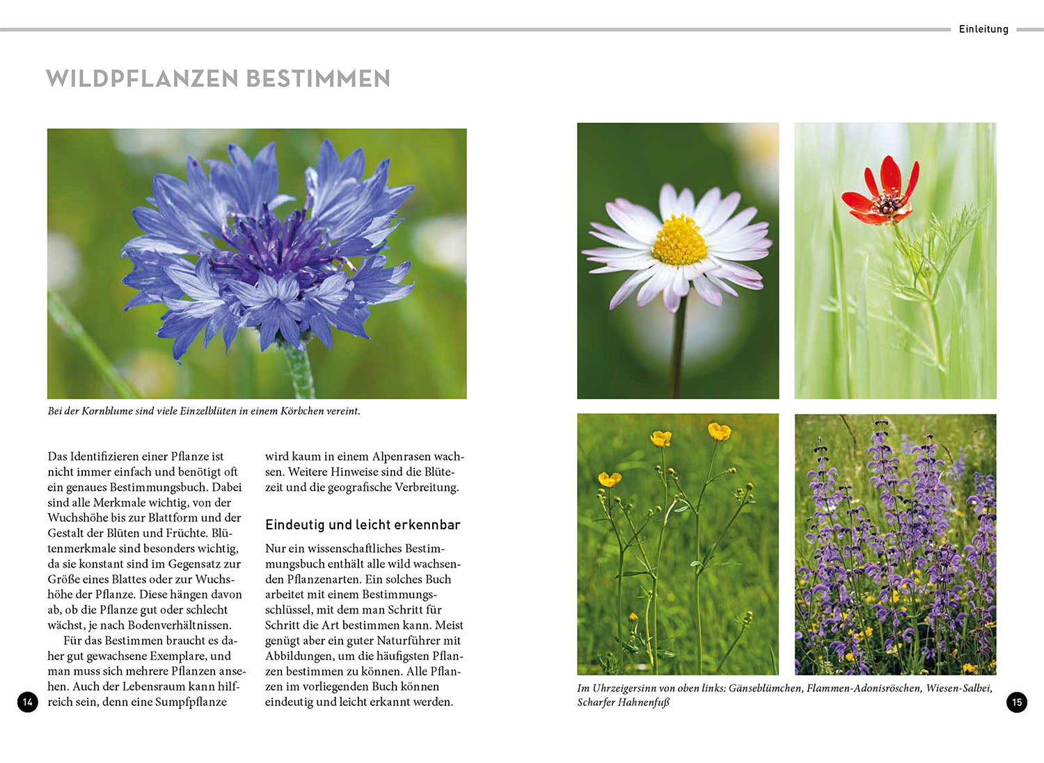 kosmos-lieblingsblumen-naturf-hrer-40-wildblumen-familie image 3