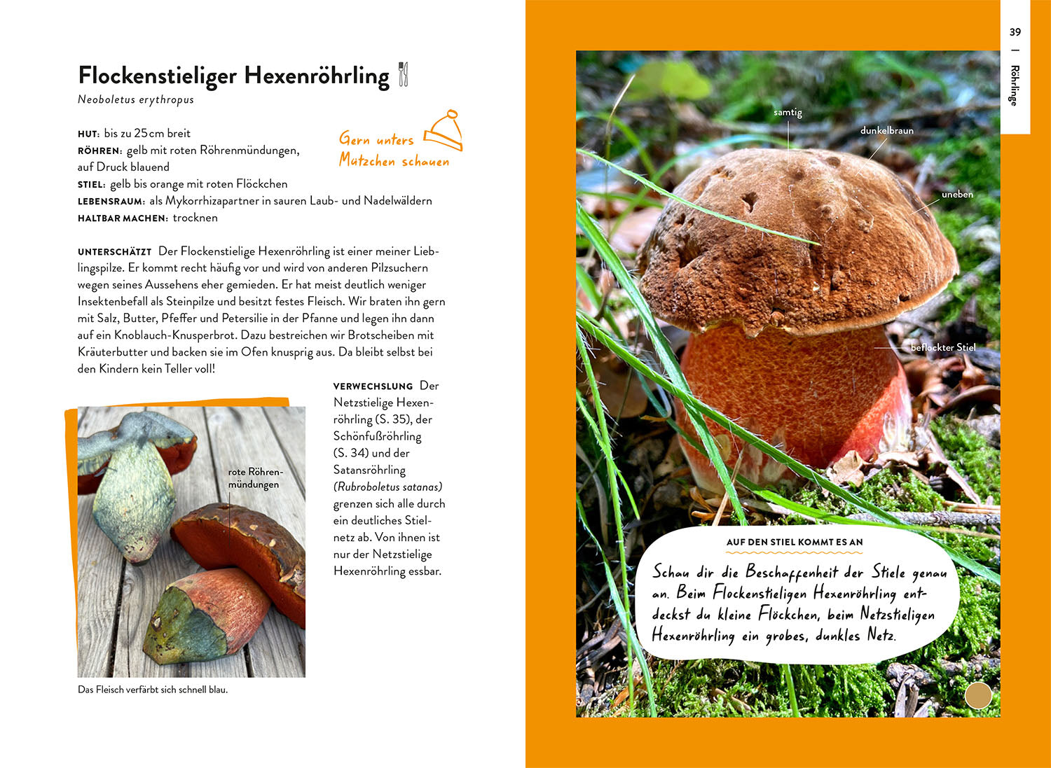 kosmos-nature-guide-pilze-pilzf-hrer-bestimmen image 4