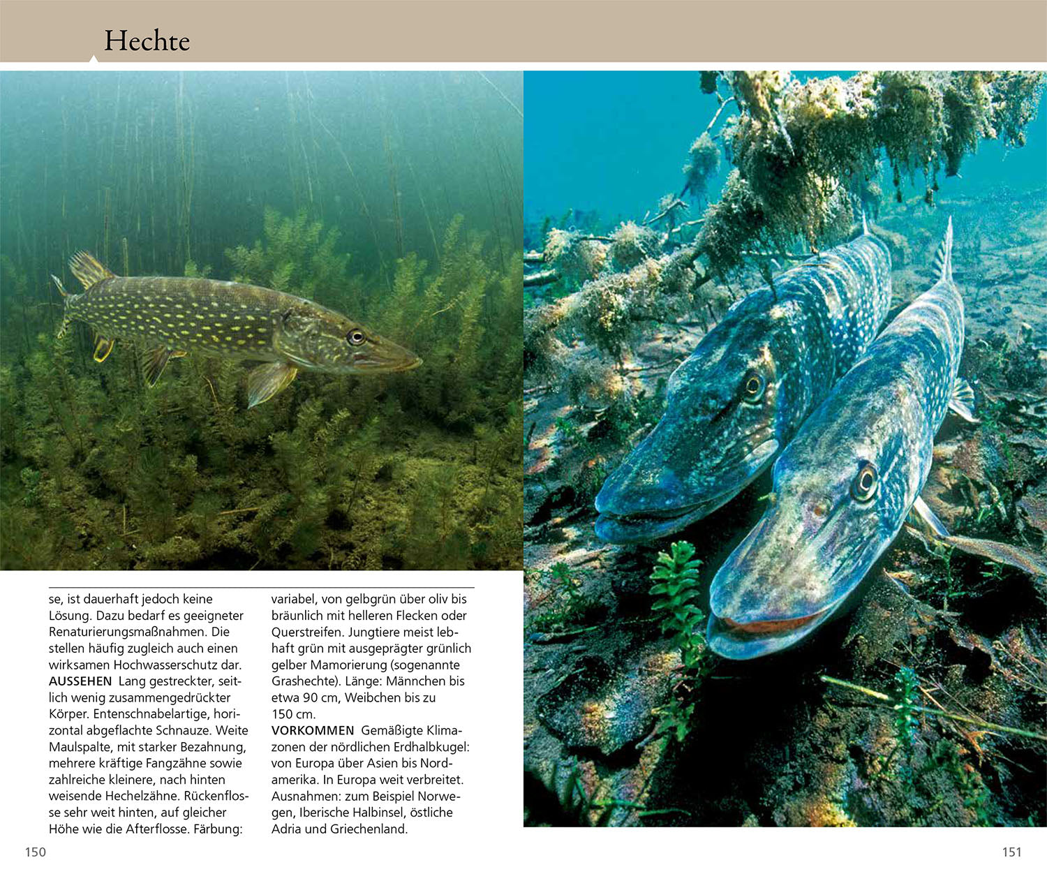 kosmos-welcher-fisch-ist-das-bestimmungsbuch-s-wasserfische image 6