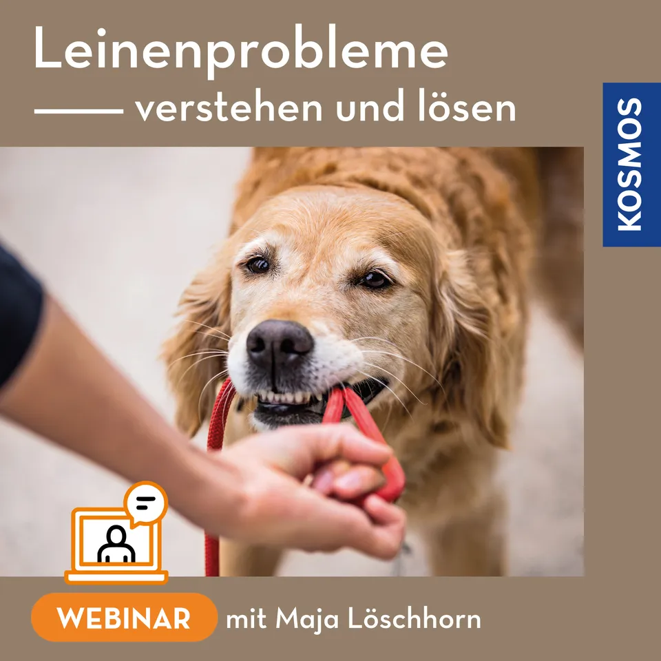 kosmos-leinenprobleme-webinar-live-webinar-leinenf-hrigkeit image 1