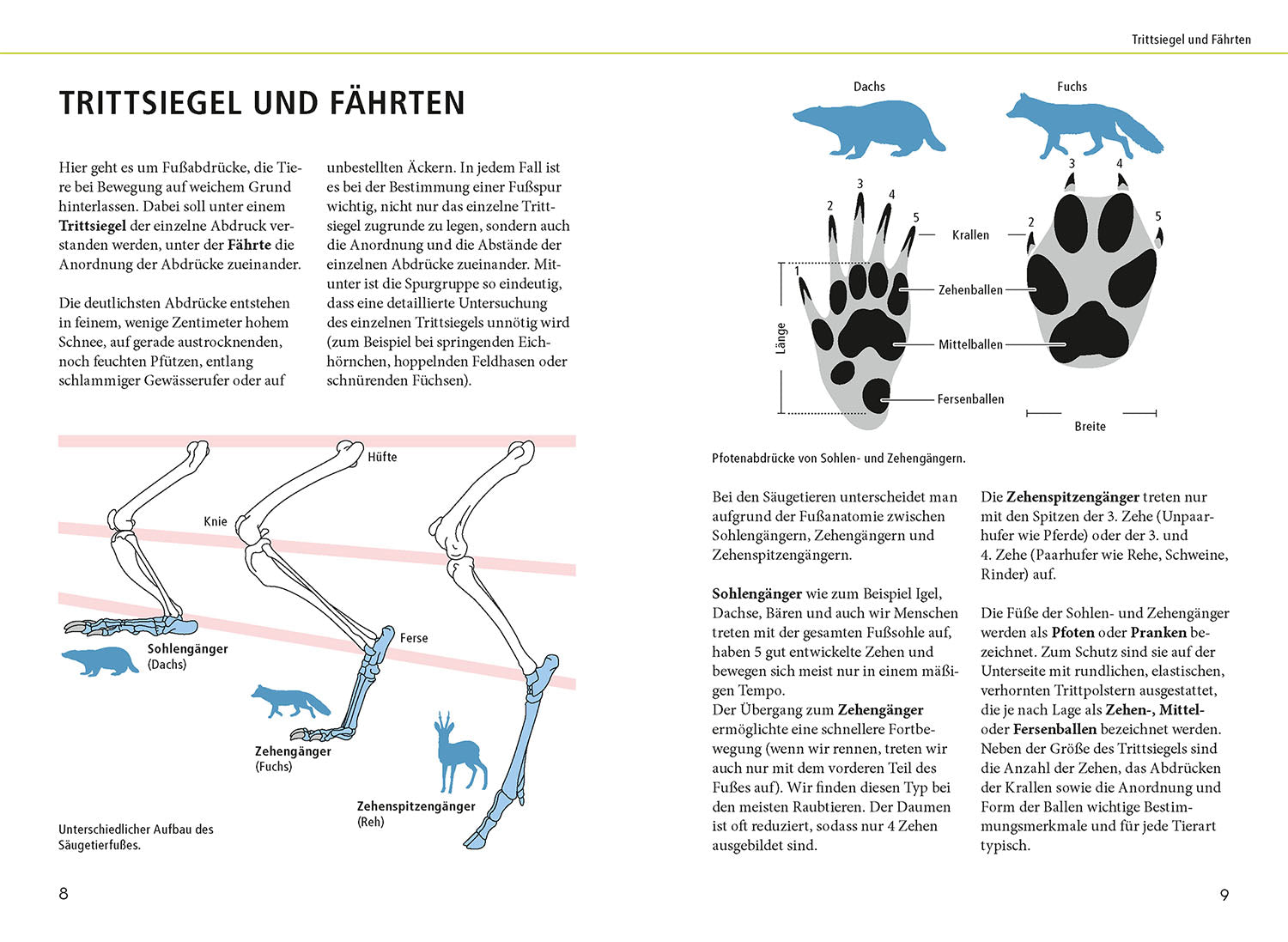 kosmos-tierspuren-lebensgro-buch-naturf-hrer-75-tiere image 3