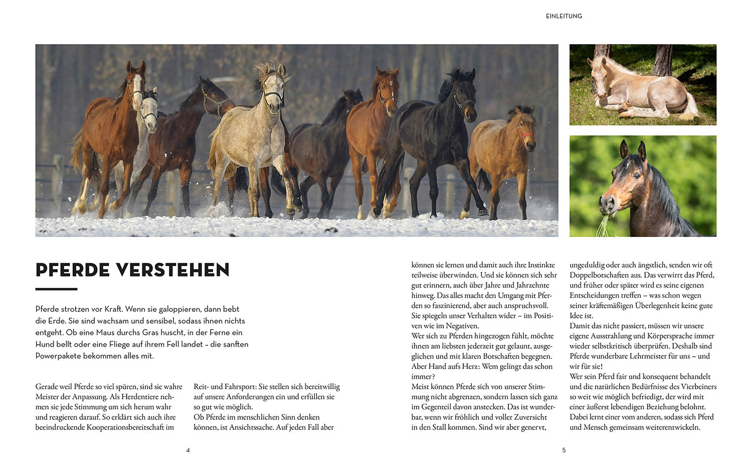 kosmos-was-denkt-mein-pferd-foto-ratgeber-pferdeverhalten image 3