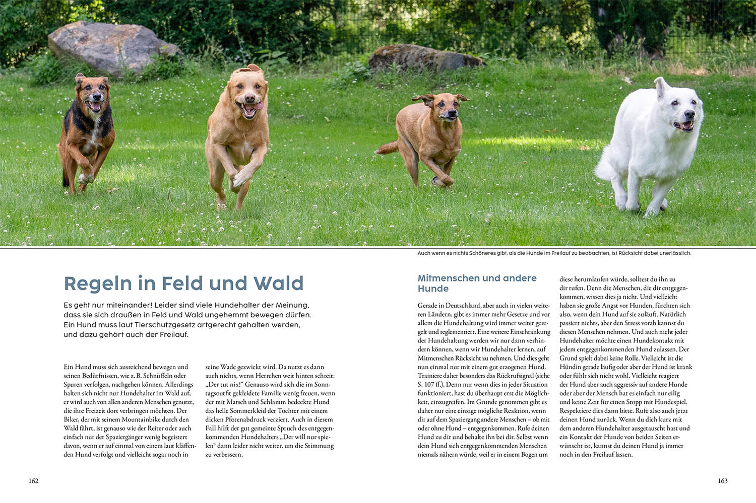 kosmos-jagdverhalten-bei-hunden-martin-r-tter-buch image 6