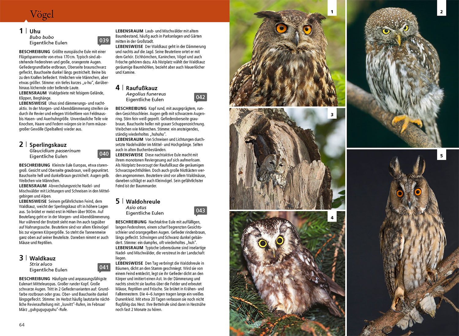 kosmos-waldf-hrer-bestimmungsbuch-pflanzen-tiere-pilze image 5
