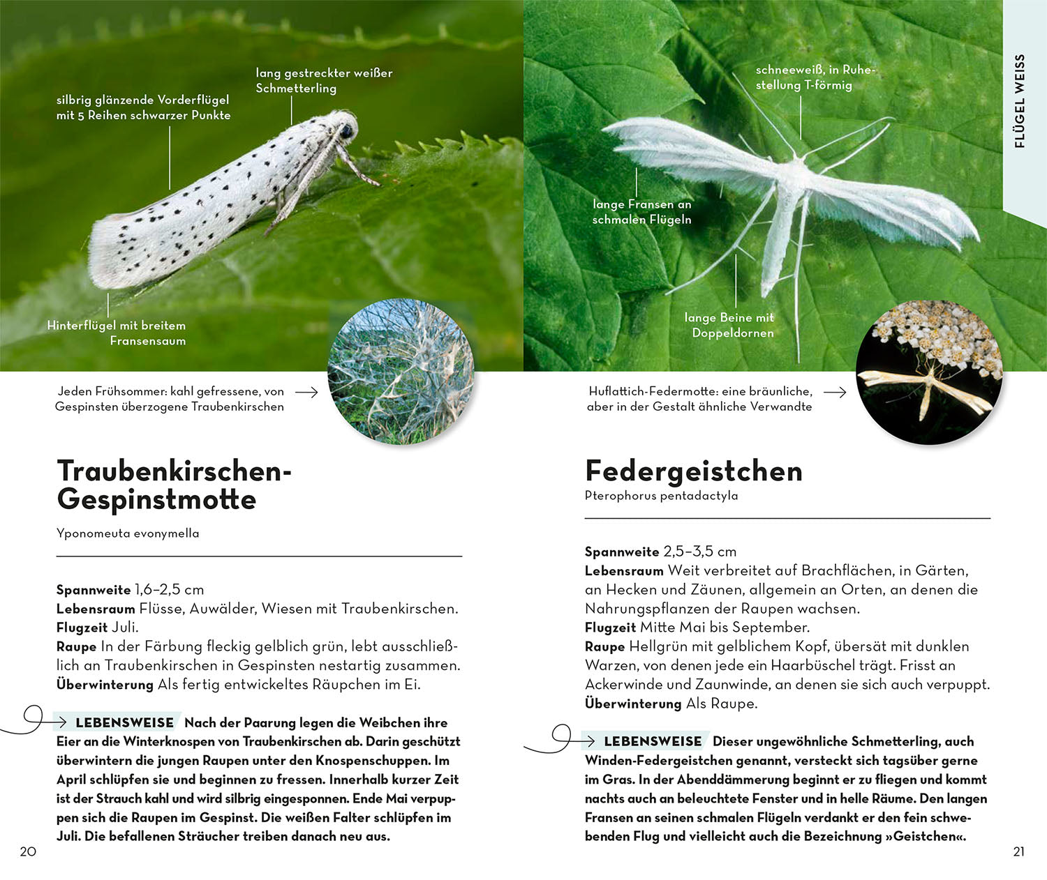 kosmos-basic-schmetterlinge-buch-naturf-hrer-100-arten image 4