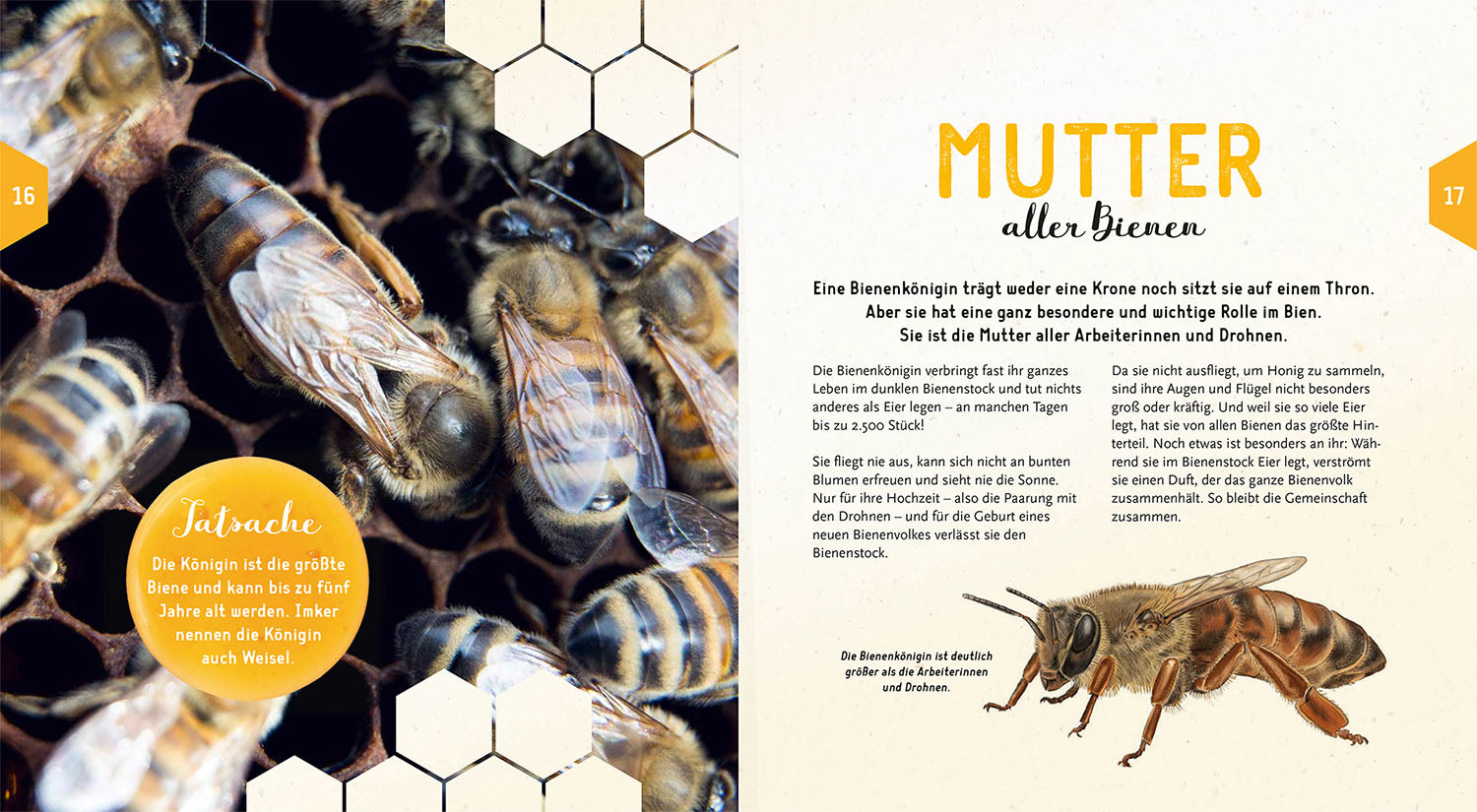 kosmos-ein-jahr-mit-den-bienen-ratgeber-mit-samen image 4