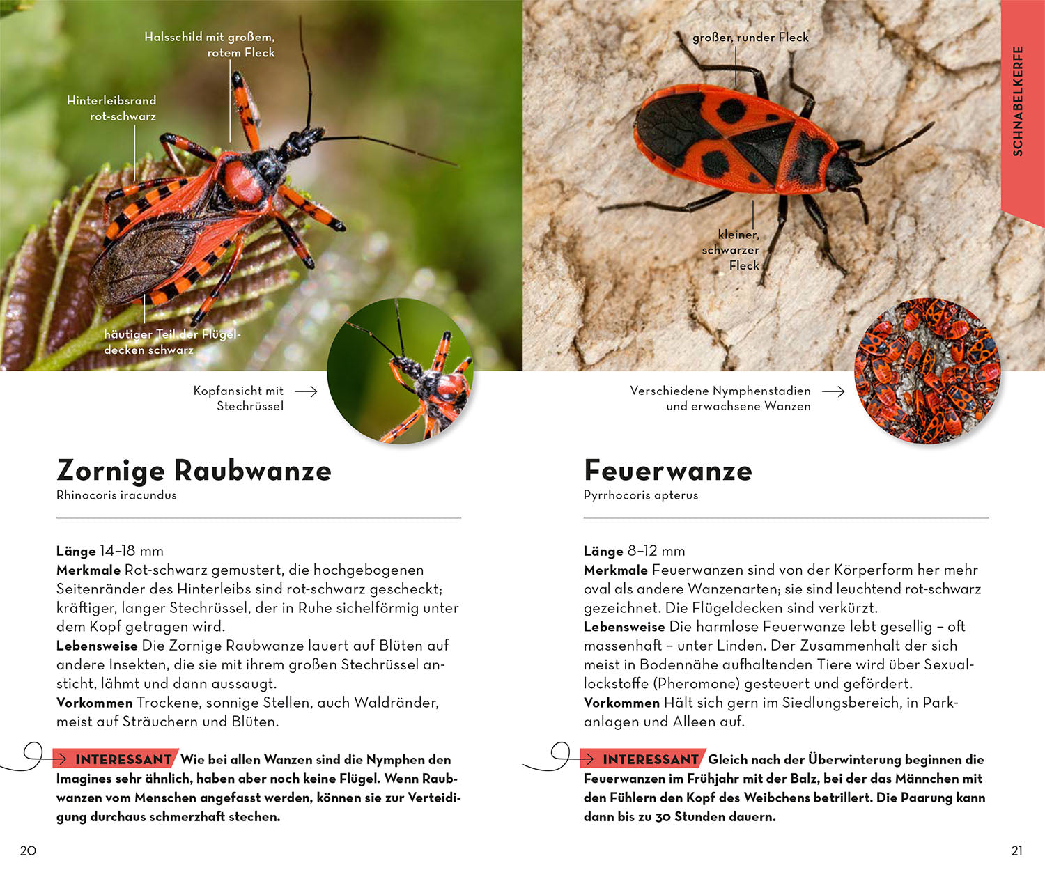 kosmos-basic-insekten-naturf-hrer-100-arten-bestimmen image 4