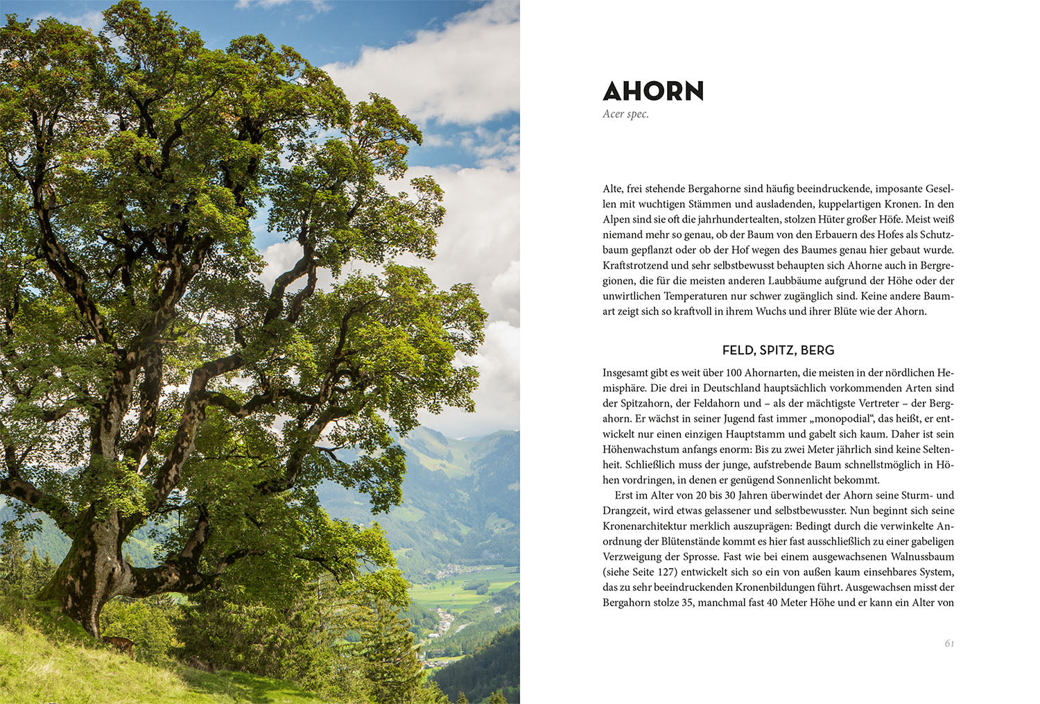 kosmos-b-ume-buch-baumbuch-25-arten-mit-fotos image 5