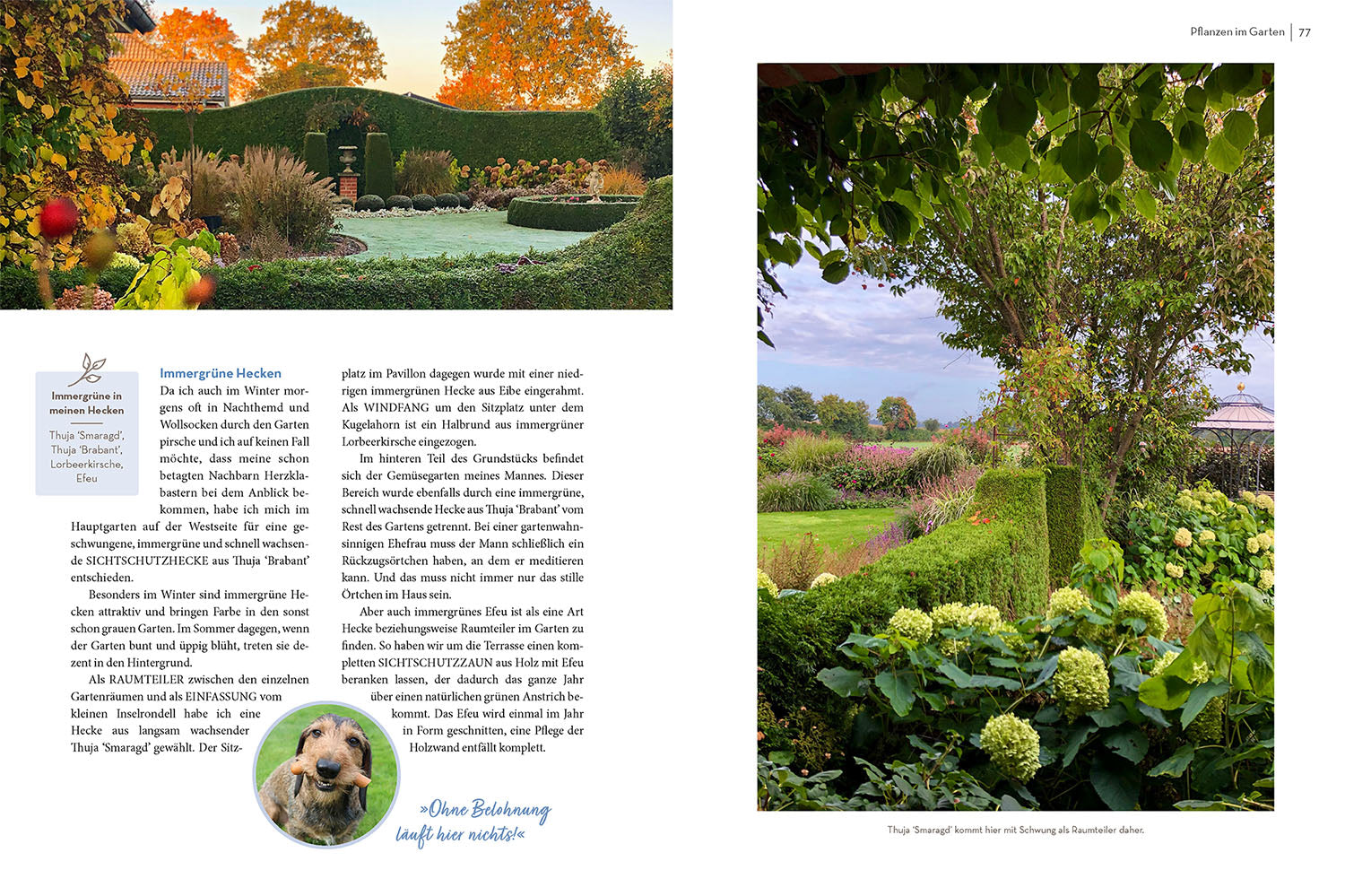 kosmos-klotzen-statt-kleckern-gartenbuch-gartentraum image 5