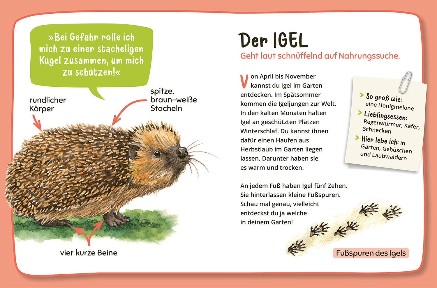 kosmos-mein-erster-naturf-hrer-was-lebt-im-garten-kinderbuch-ab-4 image 5