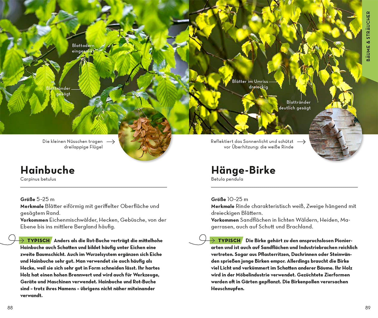 kosmos-basic-wald-naturf-hrer-buch-100-waldbewohner-nabu image 6