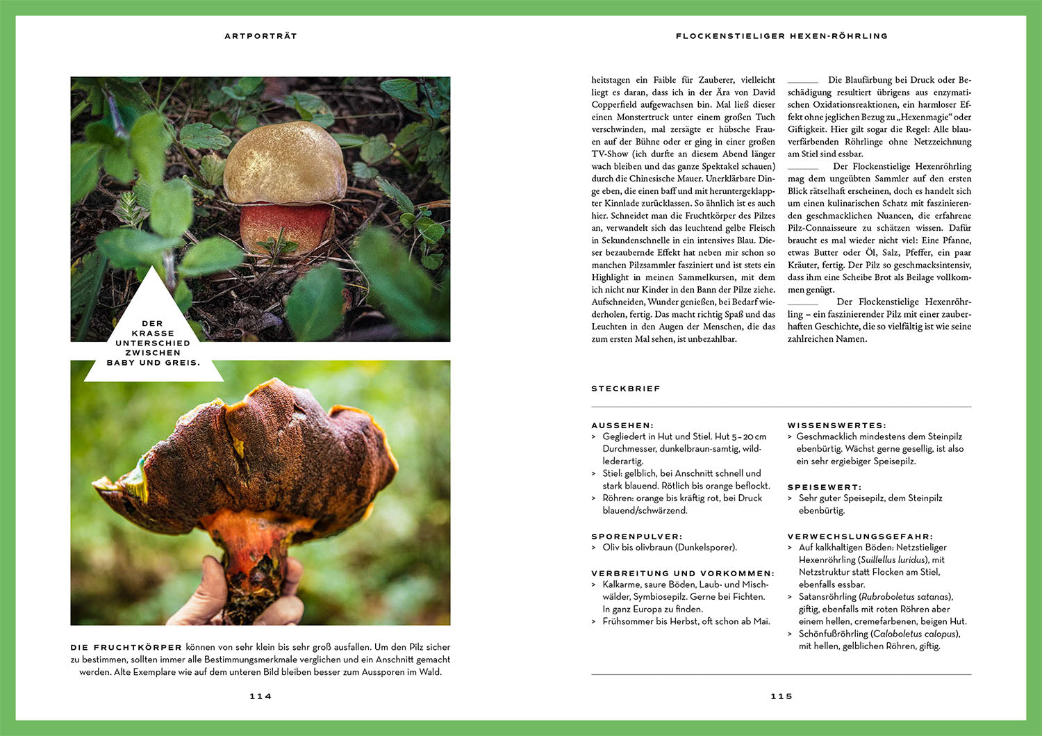 kosmos-mushroom-fever-buch-pilze-sammeln-moritz-schmid-2 image 5