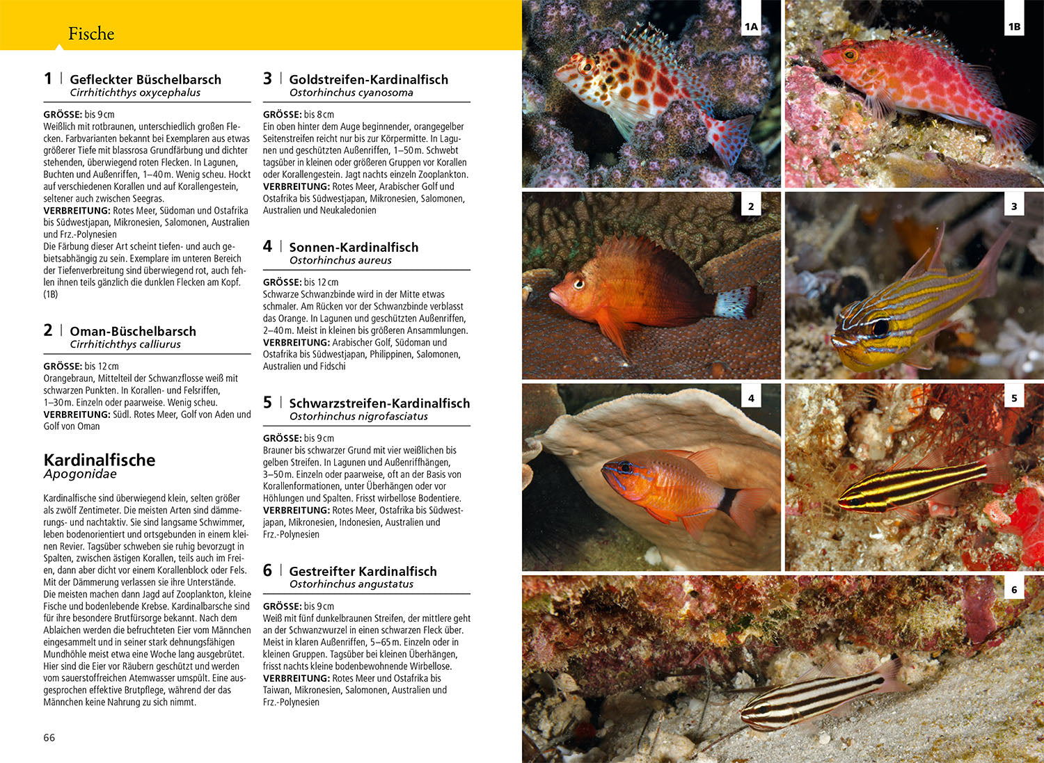 kosmos-riff-f-hrer-rotes-meer-naturf-hrer-tauchen-schnorcheln-2 image 5