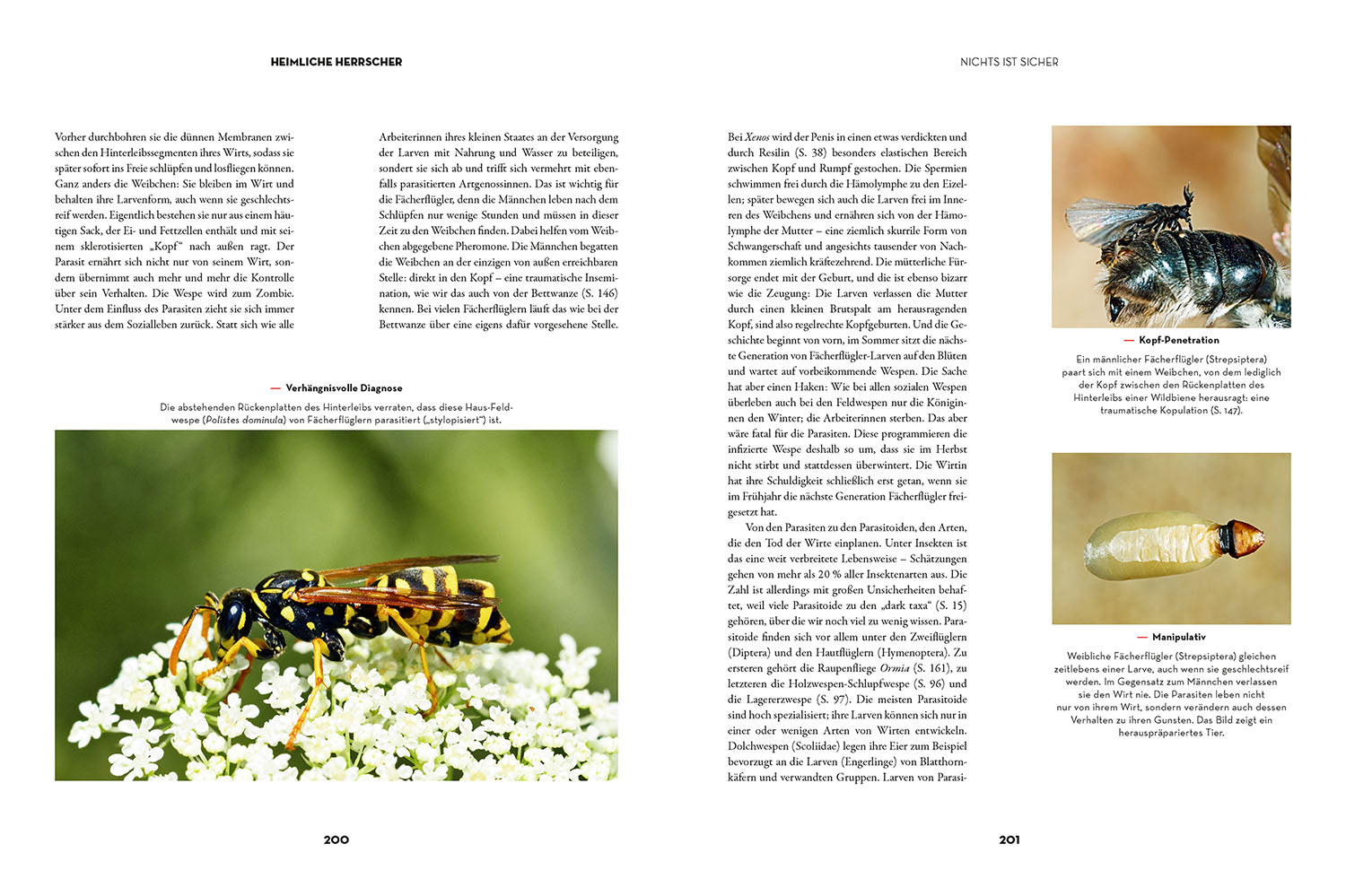 kosmos-insekten-heimliche-herrscher-buch-natur-mit-bildern image 6