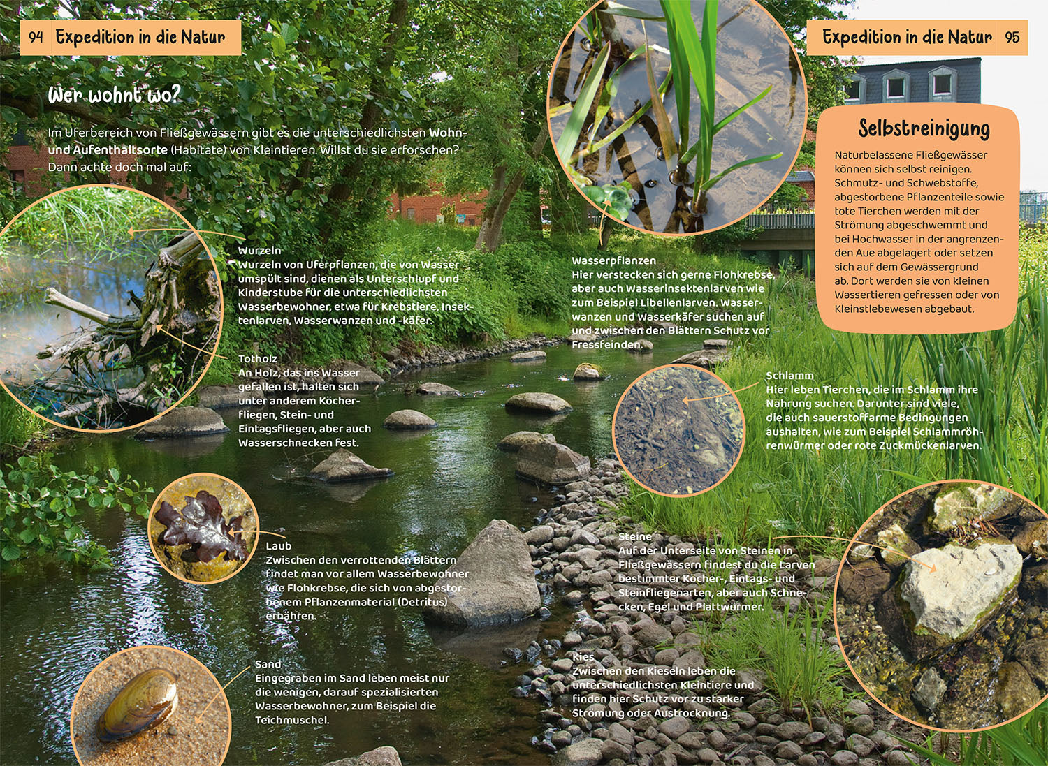 kosmos-was-lebt-an-bach-und-teich-kindernaturf-hrer-85-arten image 5