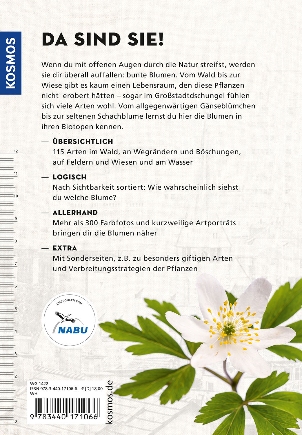 kosmos-die-siehst-du-blumen-naturf-hrer-stadtblumen image 2