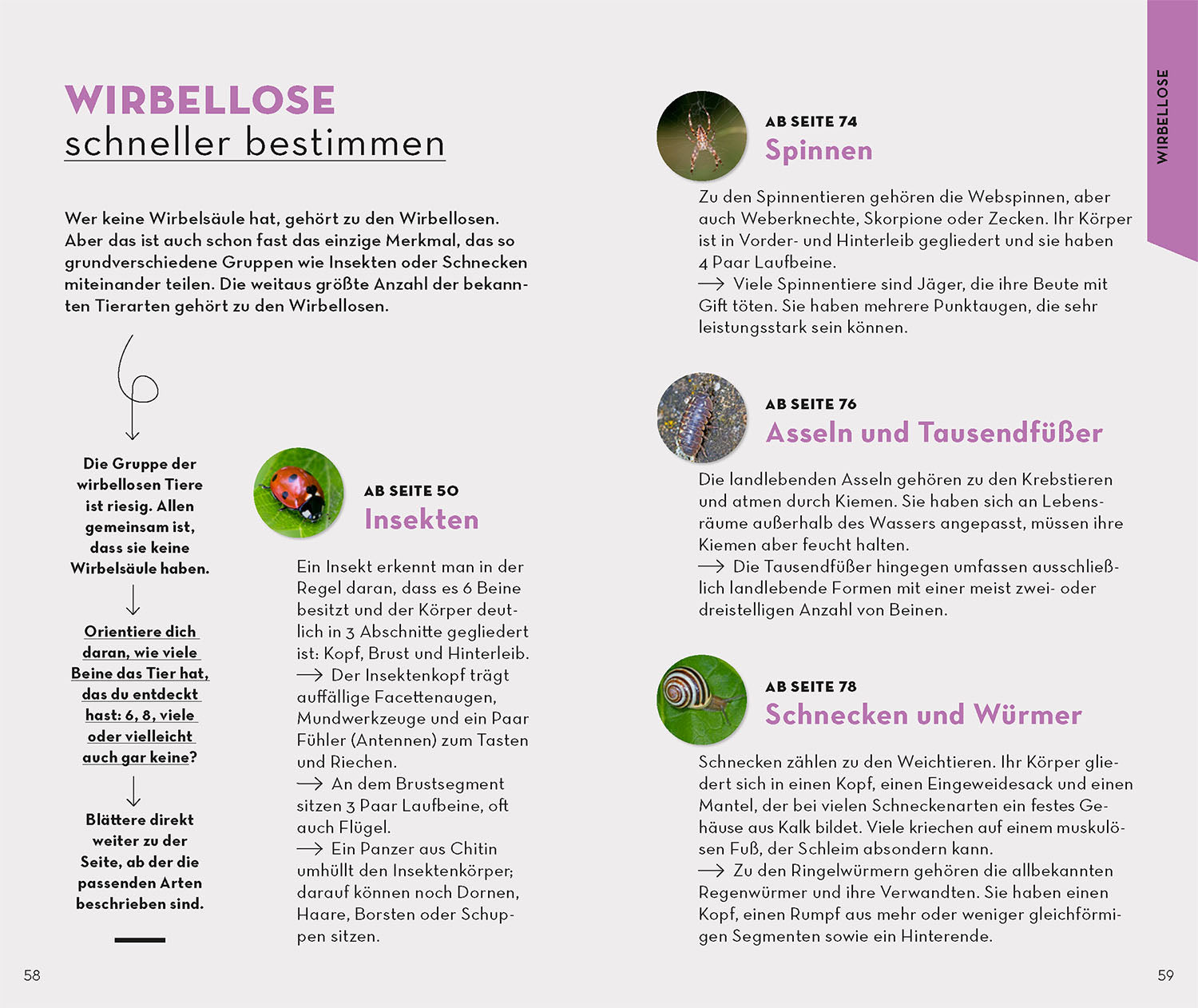 kosmos-basic-wald-naturf-hrer-buch-100-waldbewohner-nabu image 5