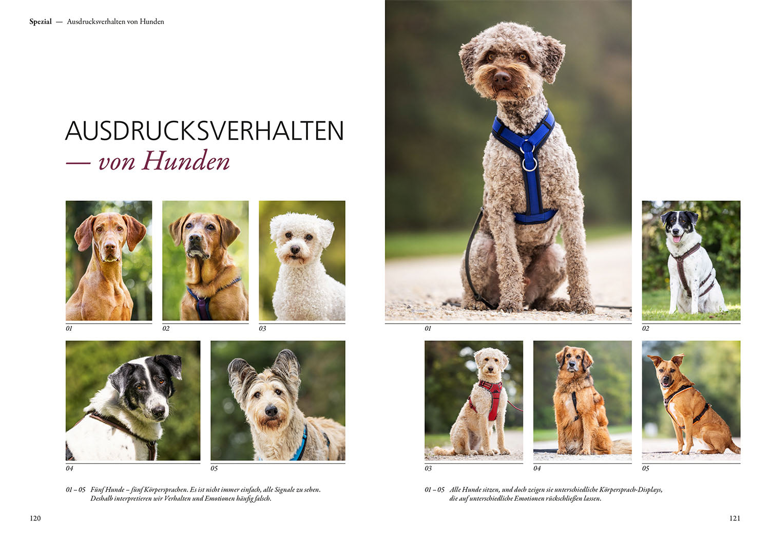 die-macht-der-k-rpersprache-hundebuch-kommunikation-training image 6