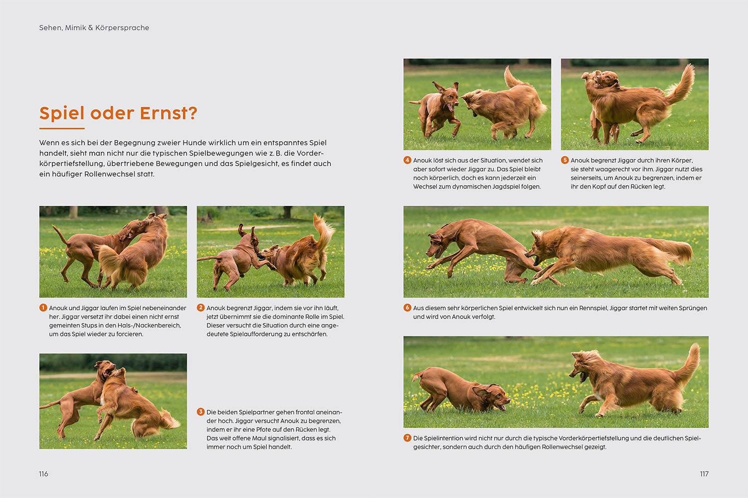 kosmos-sprachkurs-hund-mit-martin-r-tter-ratgeber-hundeverhalten image 5