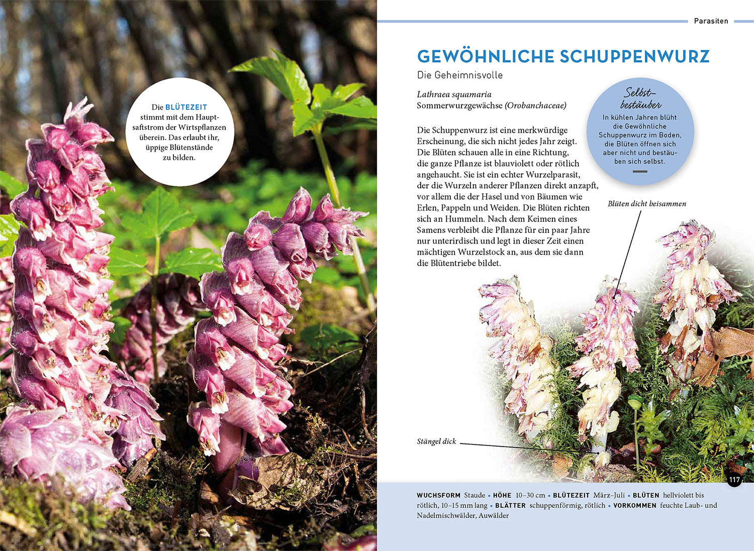 kosmos-lieblingsblumen-naturf-hrer-40-wildblumen-familie image 6