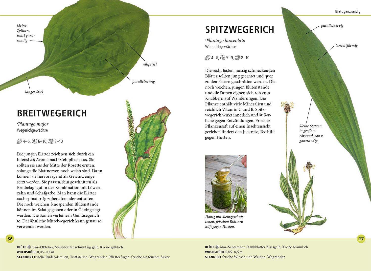 kosmos-wildkr-uter-am-blatt-erkennen-bestimmungsbuch-2 image 4