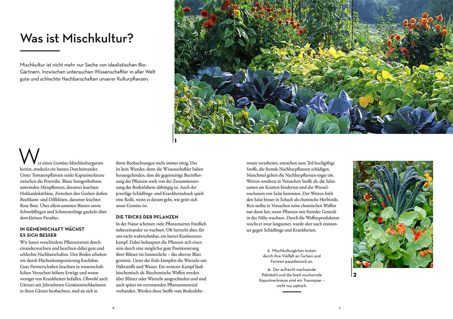 kosmos-wer-kann-mit-wem-im-beet-mischkultur-gartenbuch image 3