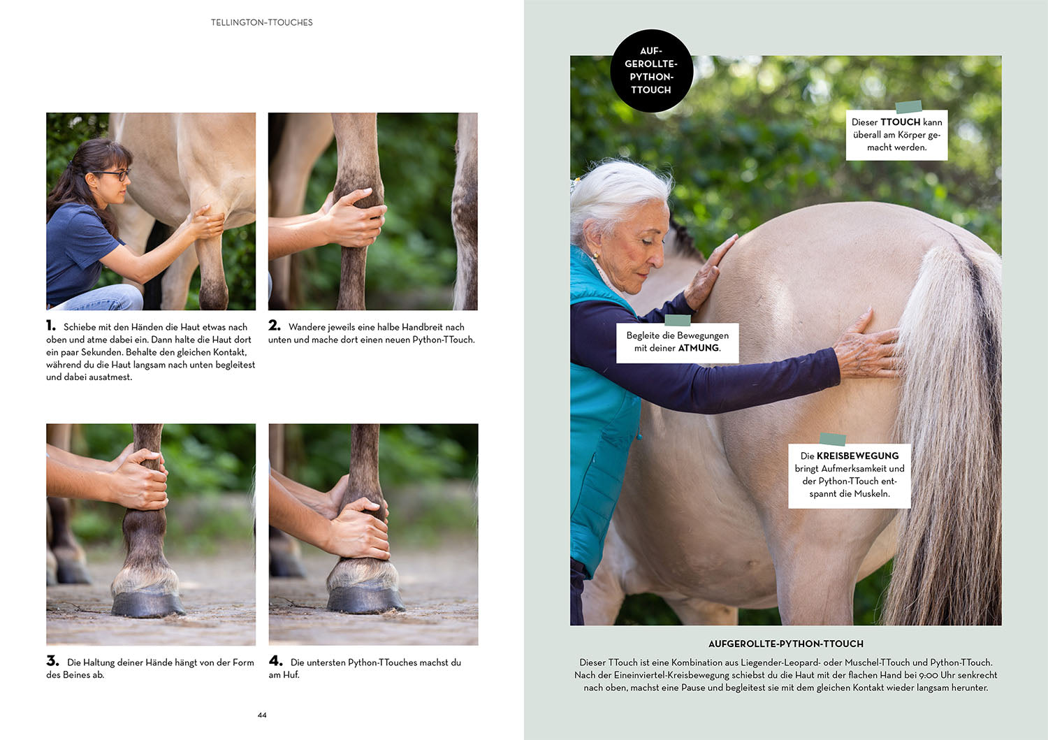 kosmos-vertrauen-st-rken-mit-tellington-training-buch-pferd image 5
