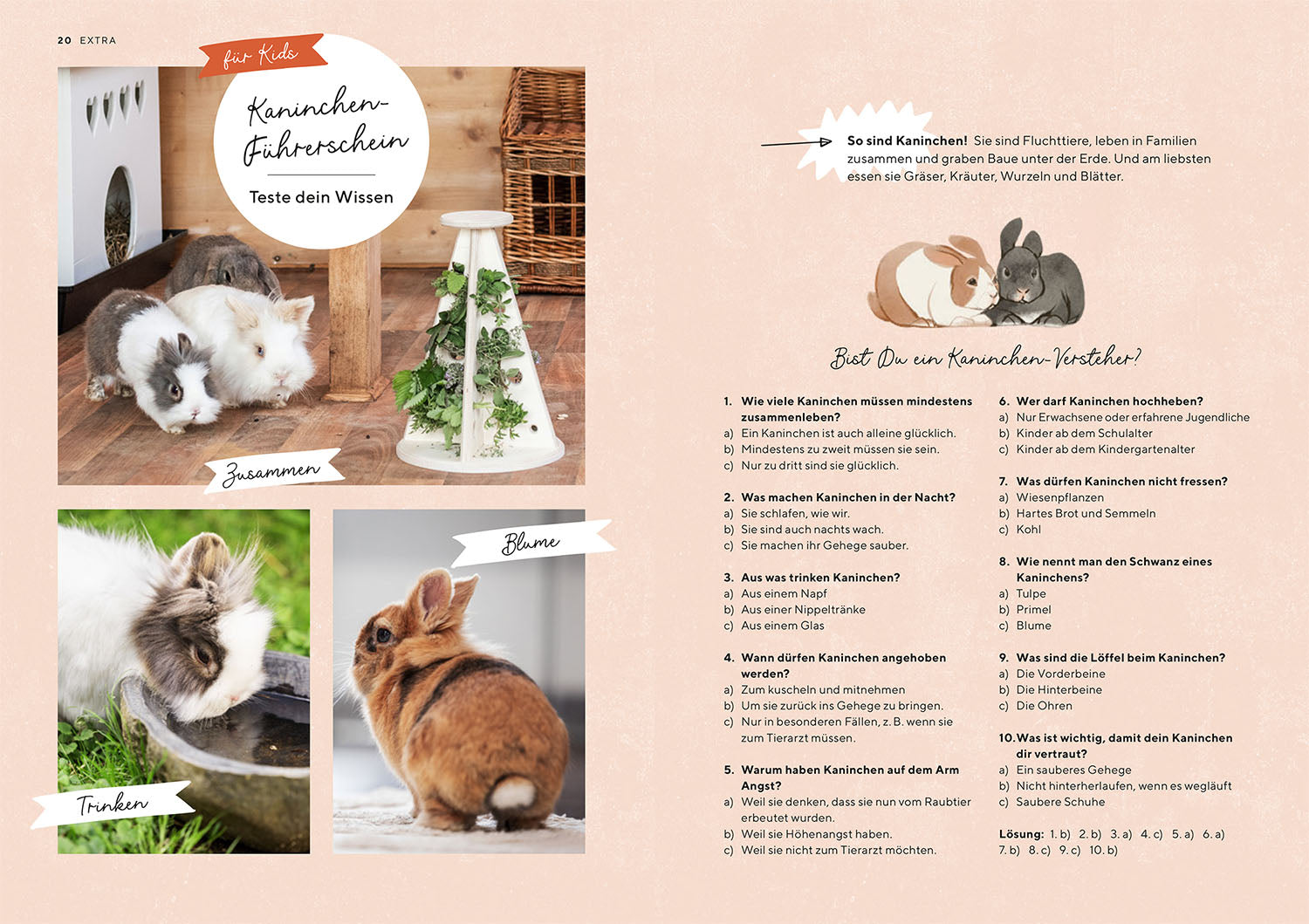 zwergkaninchen-ratgeber-haltung-gehege-ern-hrung-buch image 4
