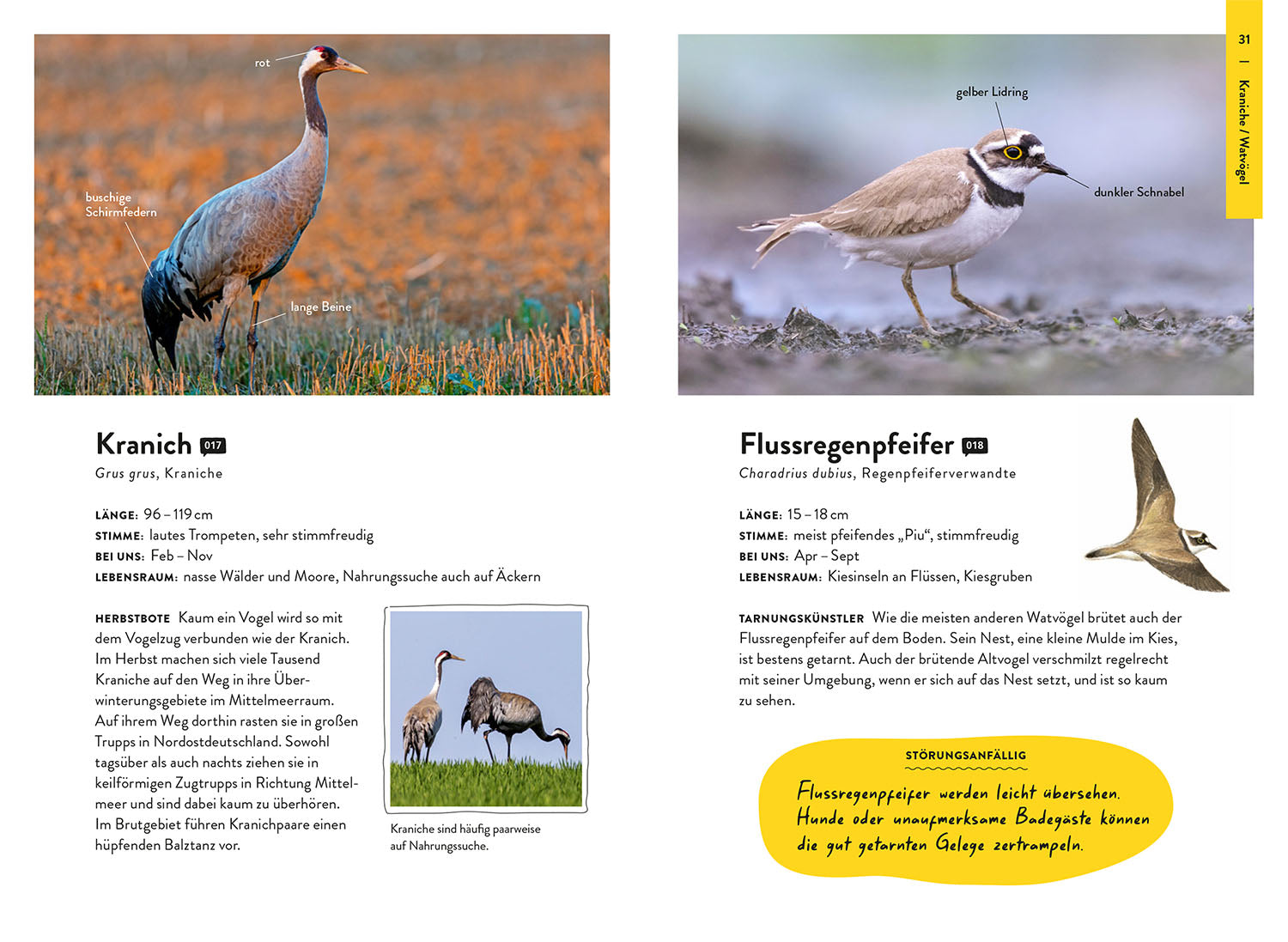kosmos-nature-guide-v-gel-vogelf-hrer-bestimmung-nibbenhagen image 5
