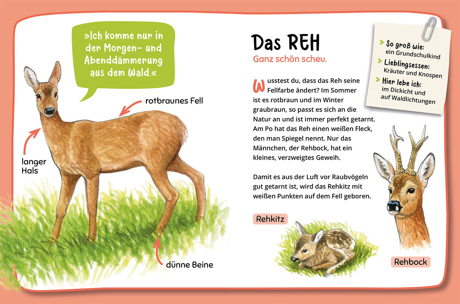 kosmos-mein-erster-naturf-hrer-was-lebt-im-wald-ab-4-jahren image 5
