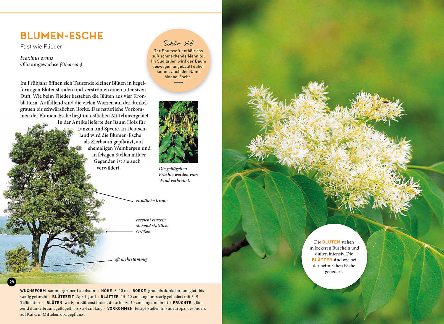 kosmos-lieblingsb-ume-naturf-hrer-b-ume-bestimmen-40-arten image 4