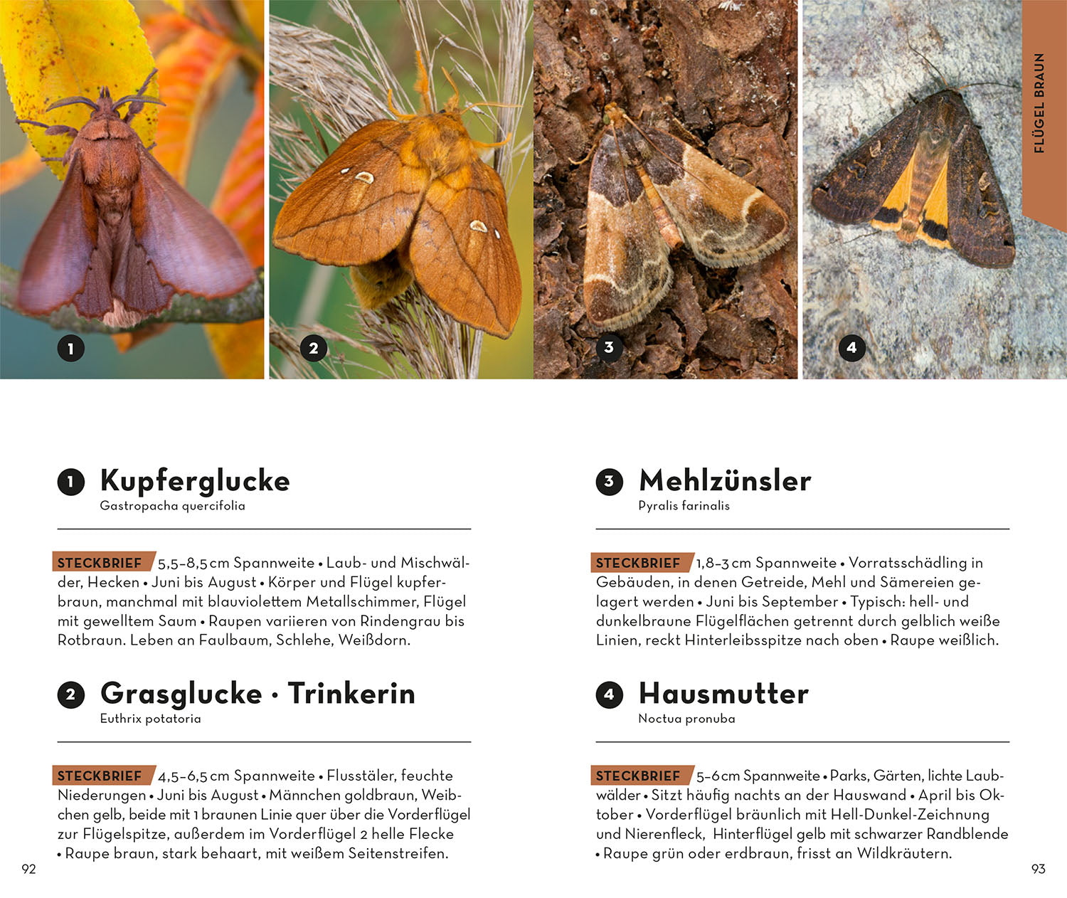 kosmos-basic-schmetterlinge-buch-naturf-hrer-100-arten image 6
