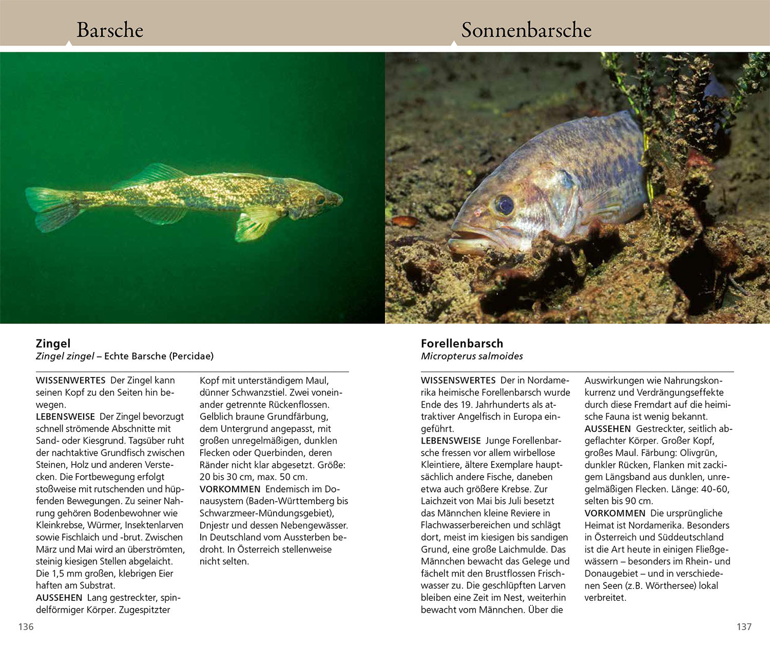 kosmos-welcher-fisch-ist-das-bestimmungsbuch-s-wasserfische image 5