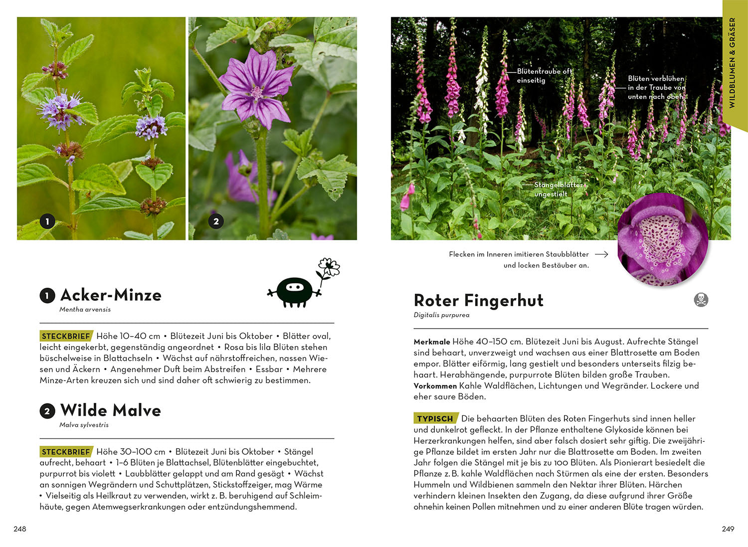 kosmos-familien-naturf-hrer-bestimmungsbuch-tiere-pflanzen image 6