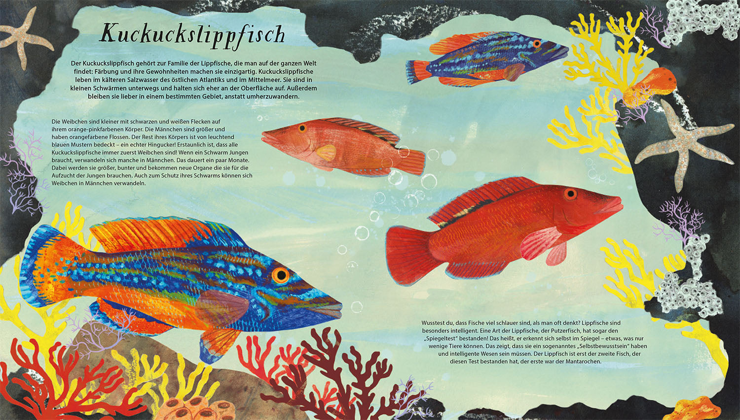 schwimm-mit-uns-mitmachbuch-3d-fische-20-arten image 4