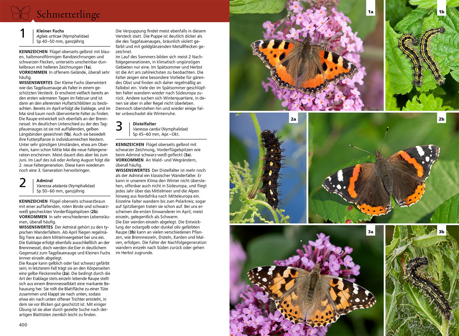 der-kosmos-insektenf-hrer-buch-900-arten-farbcode image 6