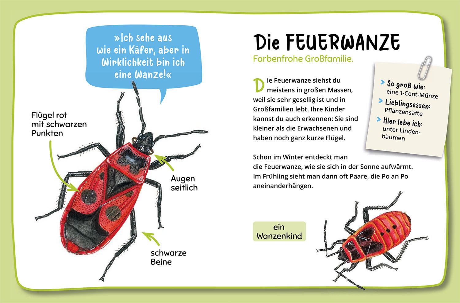 kosmos-was-krabbelt-denn-da-naturf-hrer-insekten image 5