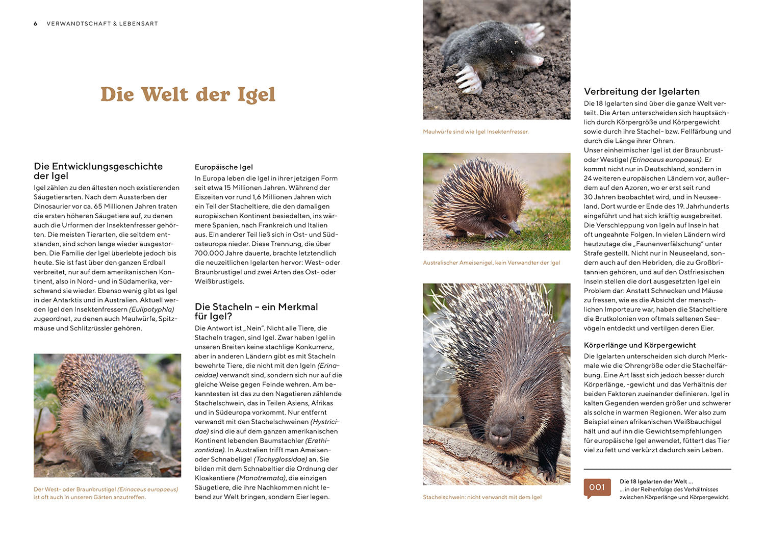 kosmos-igel-im-garten-ratgeber-neumeier-lebensraum-diy-hilfe image 3