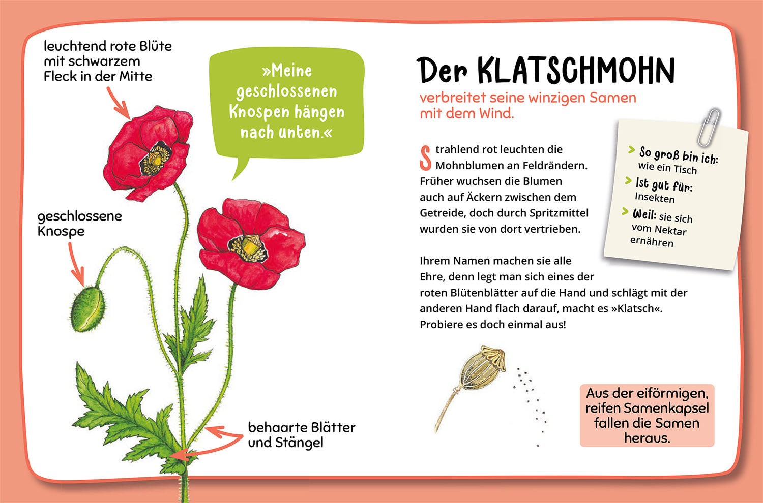 kosmos-mein-erster-naturf-hrer-was-bl-ht-denn-da-blumenbuch-2 image 5