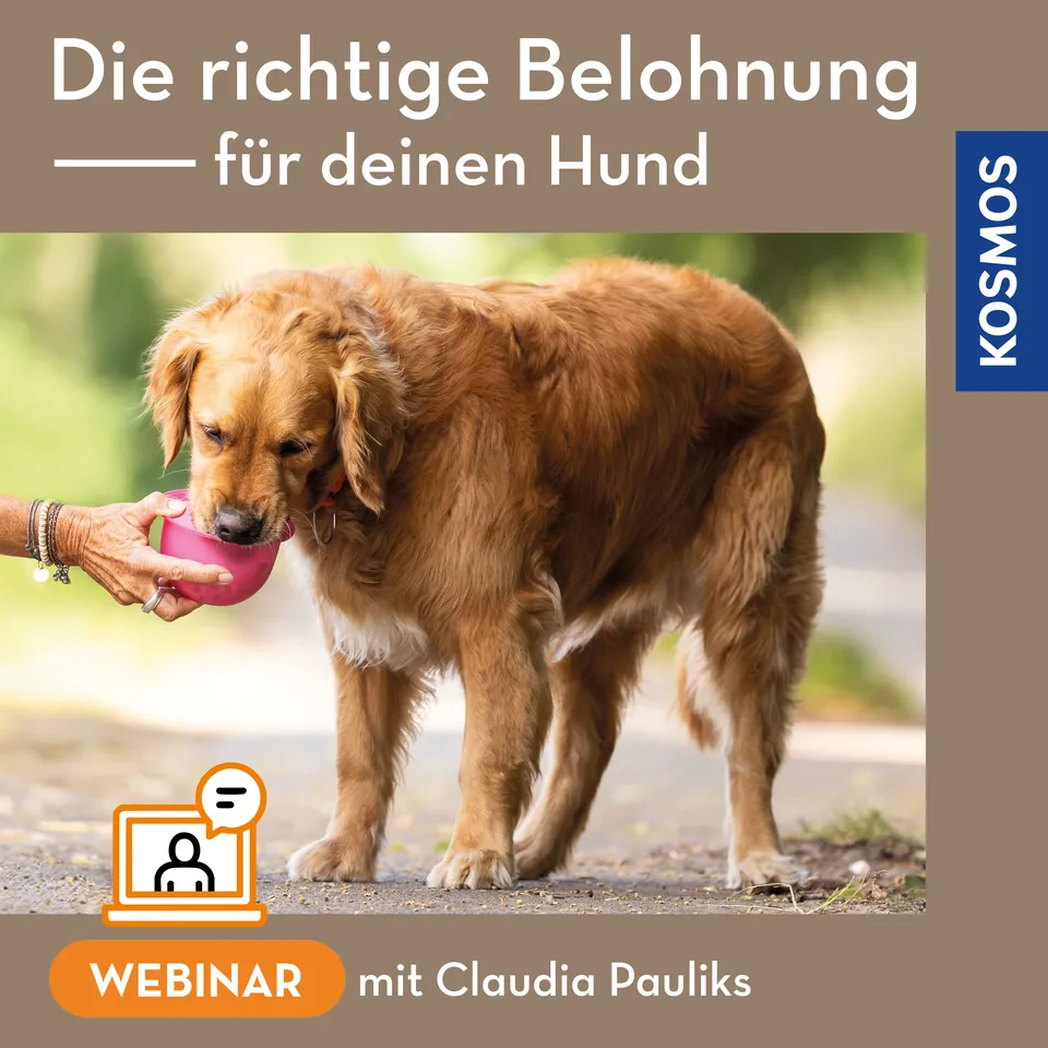 adventure-games-digital-belohnung-hund-webinar-live-webinar image 1