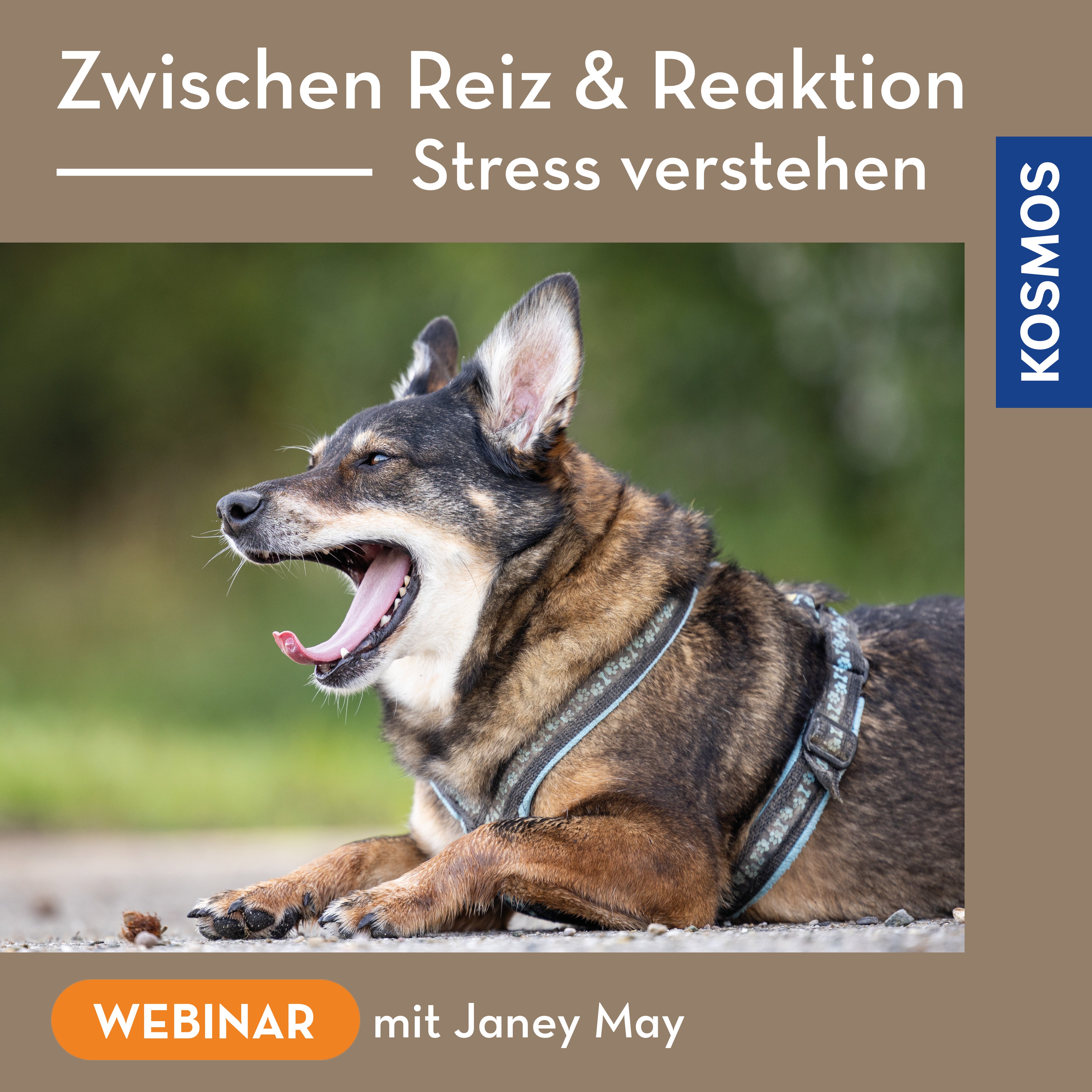 zwischen-reiz-reaktion-hund-stress-webinar-live-janey-may image 1