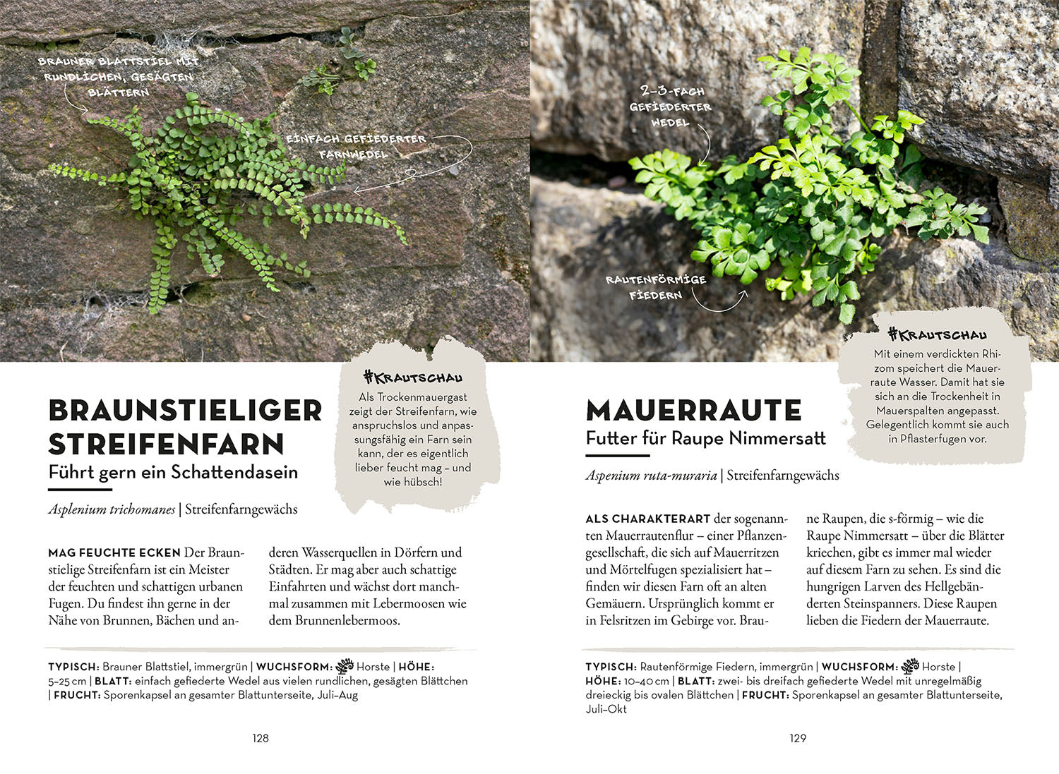 kosmos-das-w-chst-in-deiner-stadt-bestimmungsbuch-pflanzen image 6