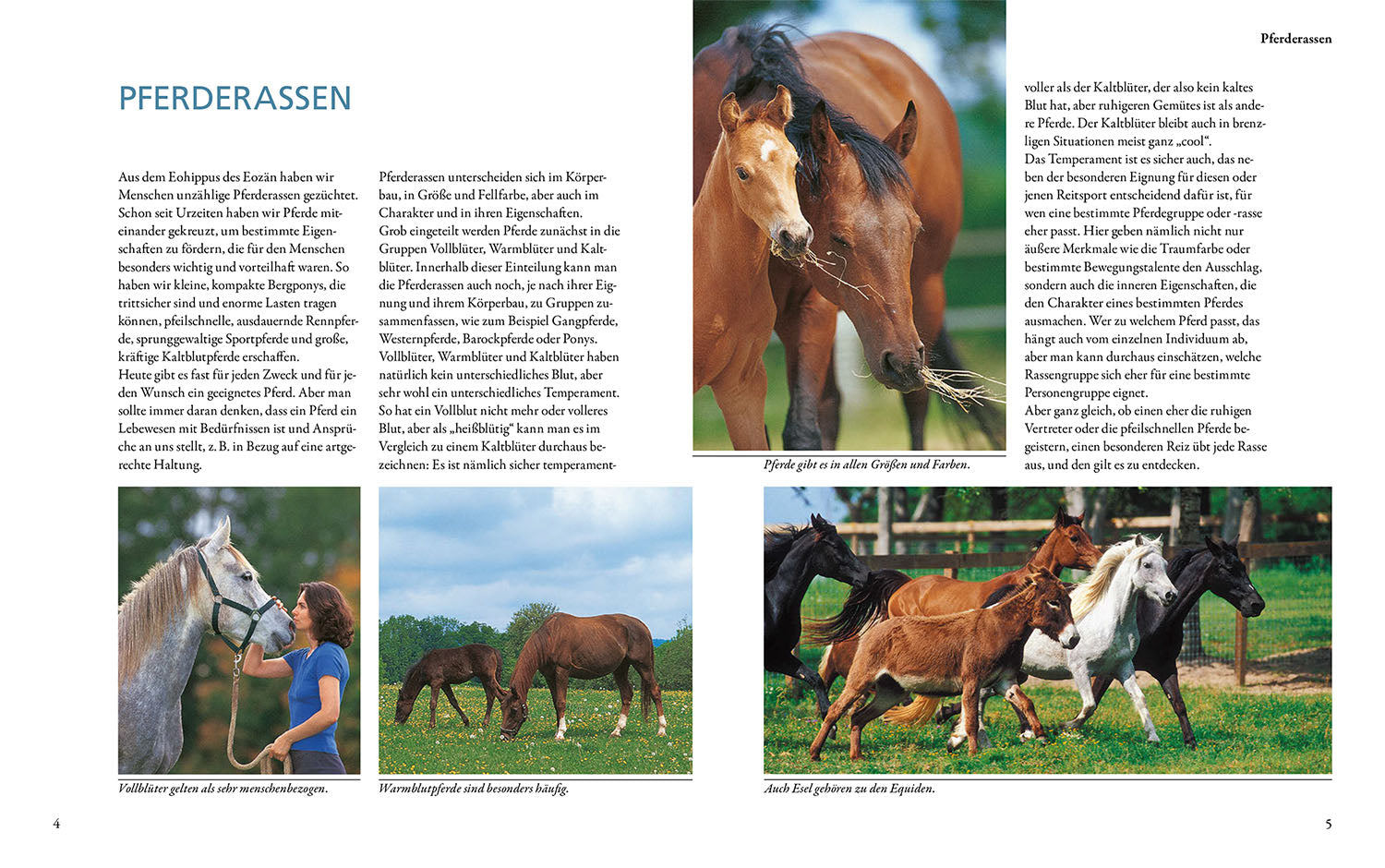 kosmos-pferderassen-buch-hannoveraner-andalusier-pony image 3