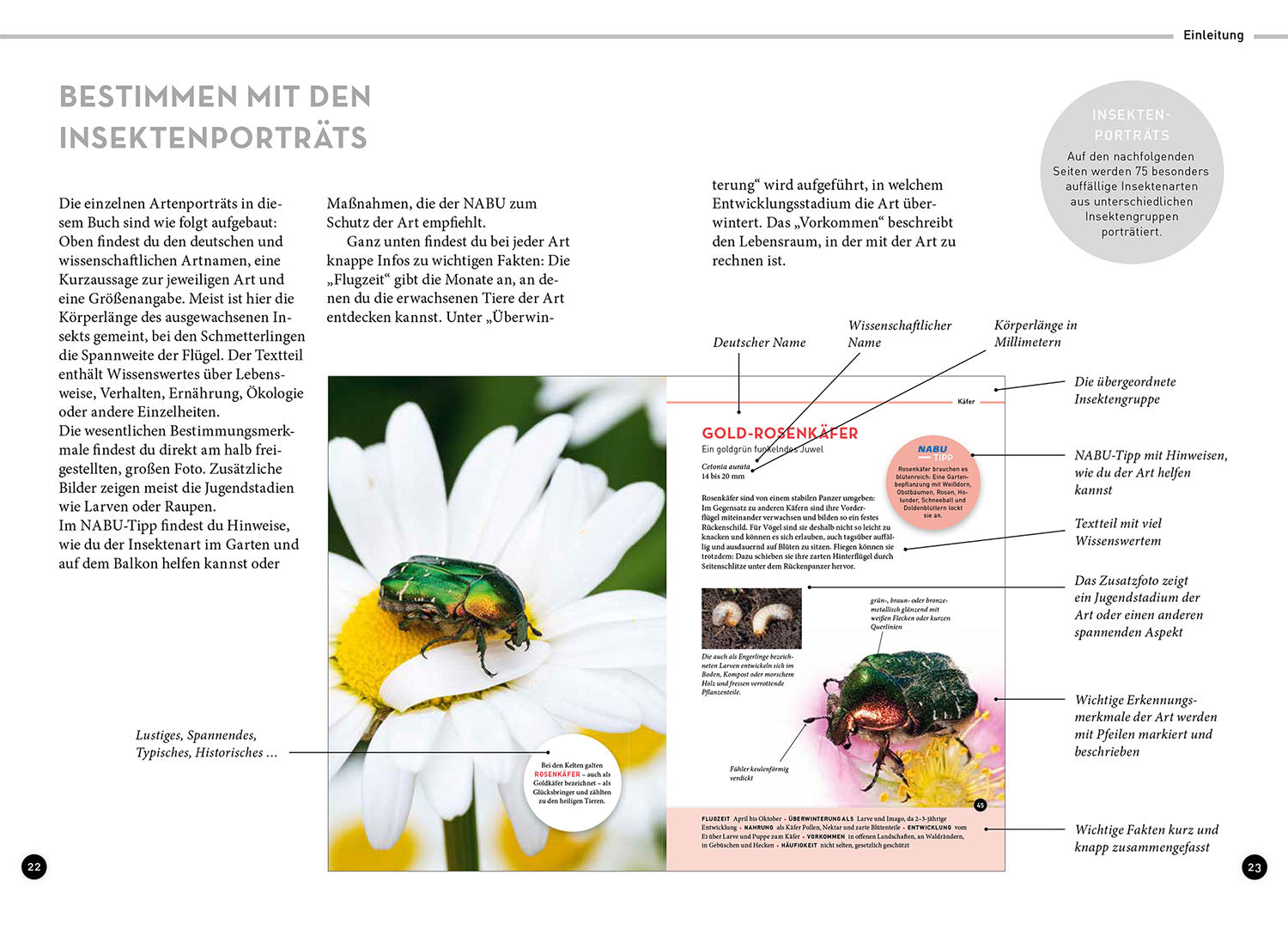 kosmos-wer-summt-denn-hier-insekten-bestimmungsbuch image 4
