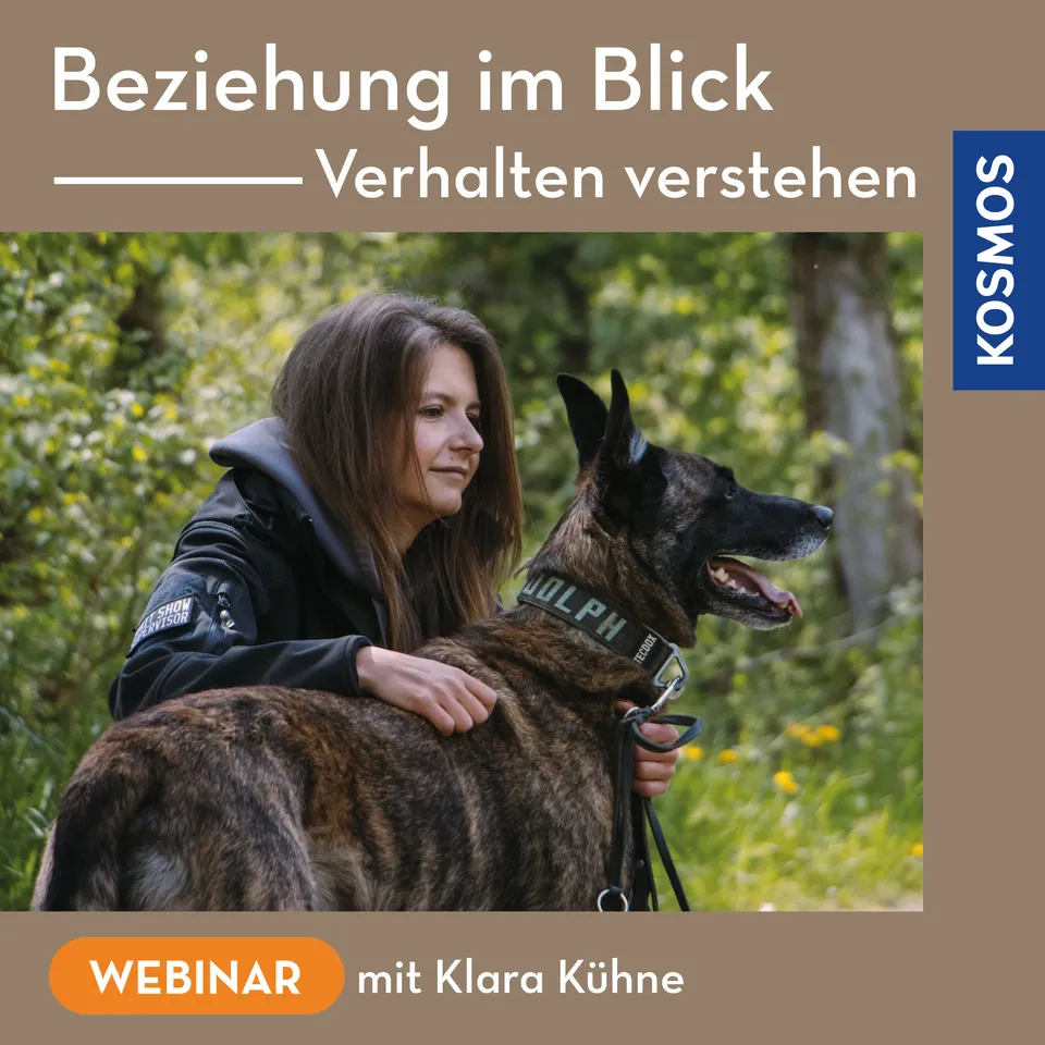 beziehung-im-blick-hund-webinar-live-verhalten-beziehung-dracanis image 1